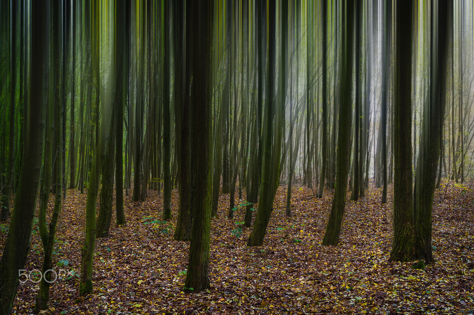 Sony SLT-A77 sample photo. Abstract motion blur of trees in a autumn forest. photography