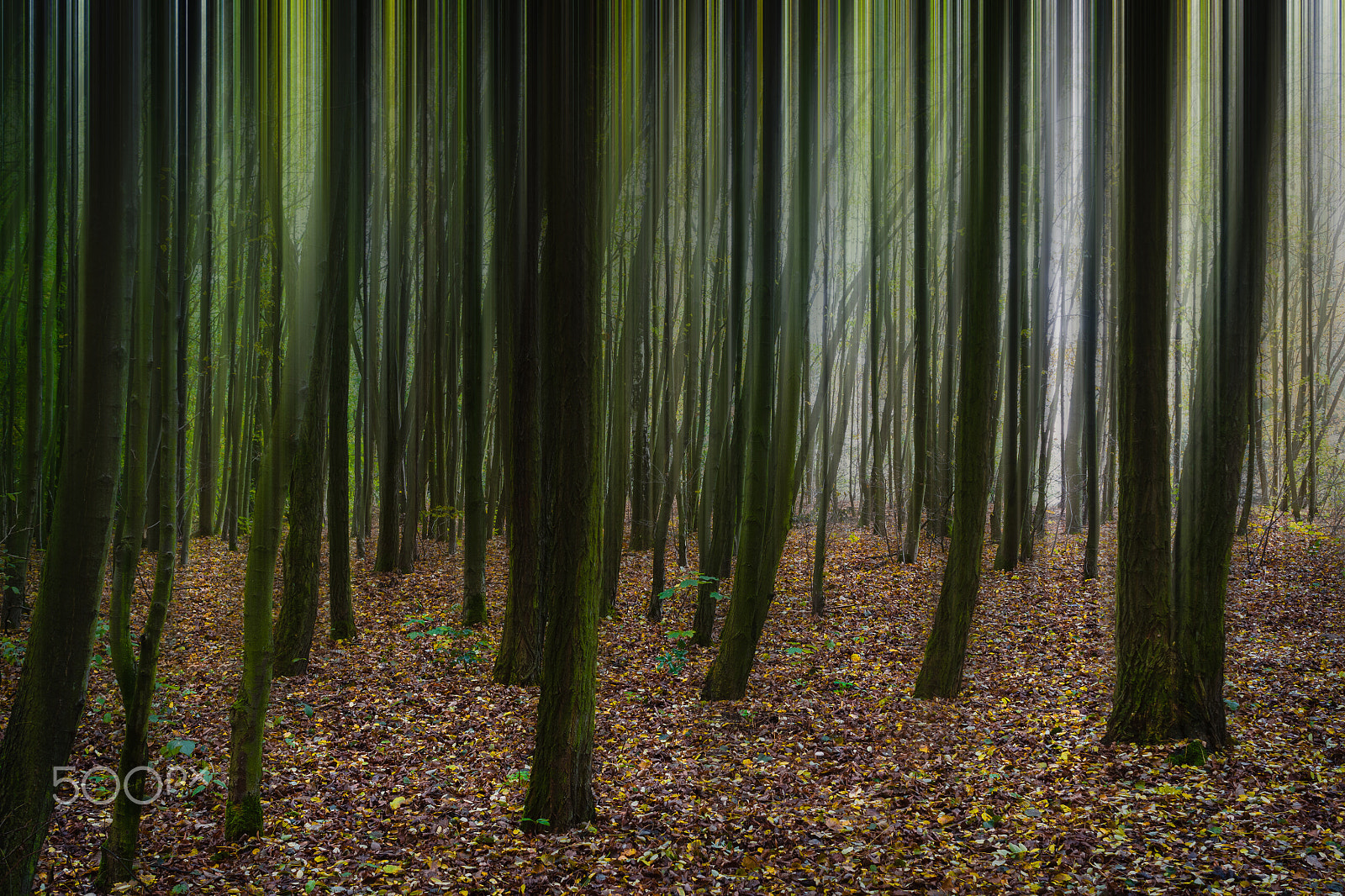 Sony SLT-A77 + Sony DT 35mm F1.8 SAM sample photo. Abstract motion blur of trees in a autumn forest. photography