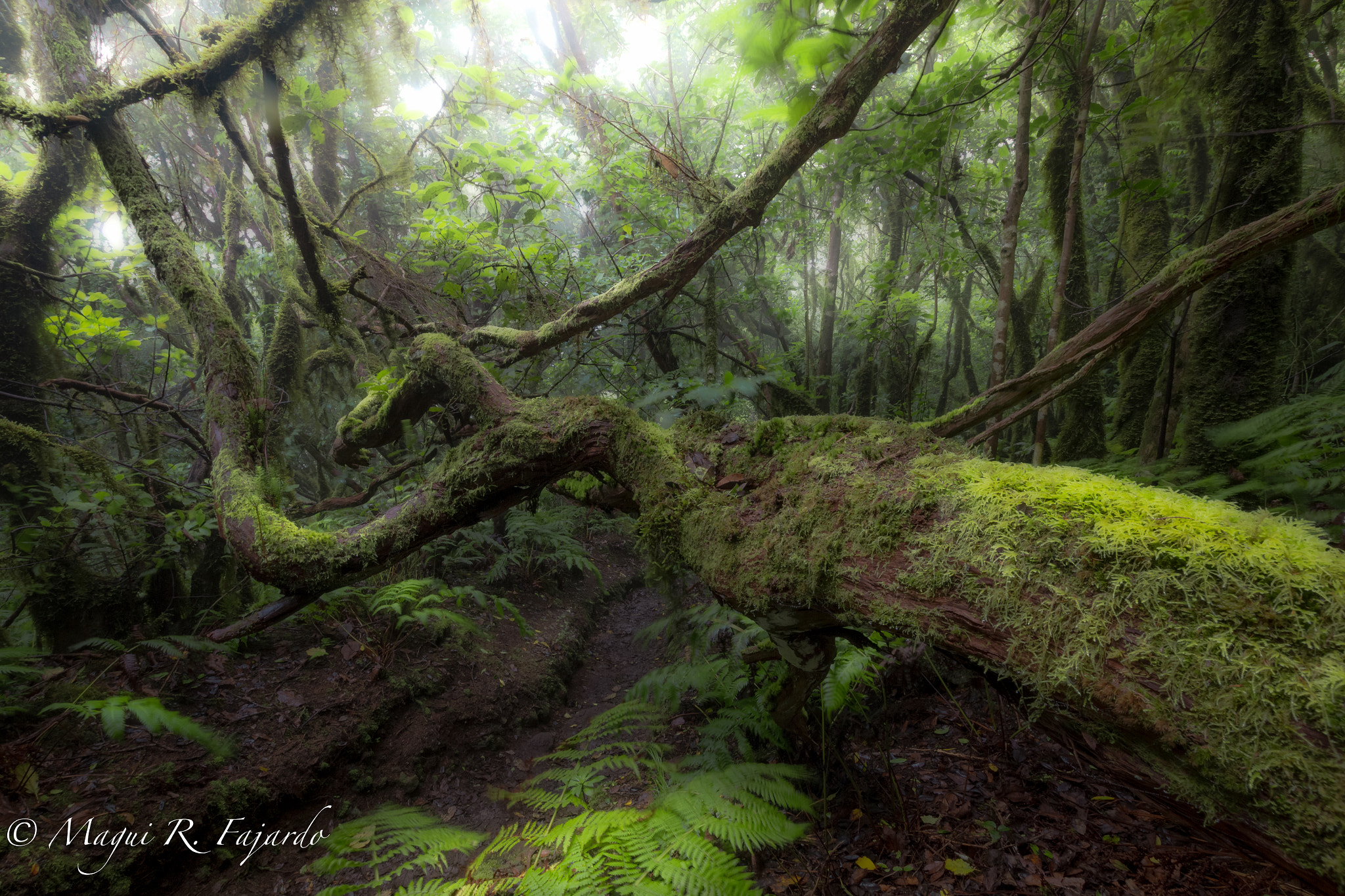 Sigma 10-20mm F3.5 EX DC HSM sample photo. Enredo photography