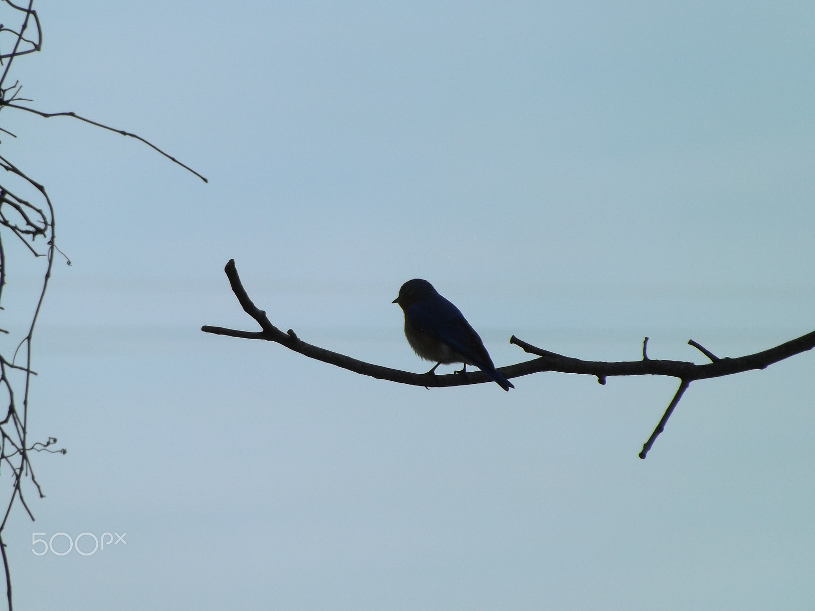 Fujifilm FinePix S4530 sample photo. Songbird in silhouette photography