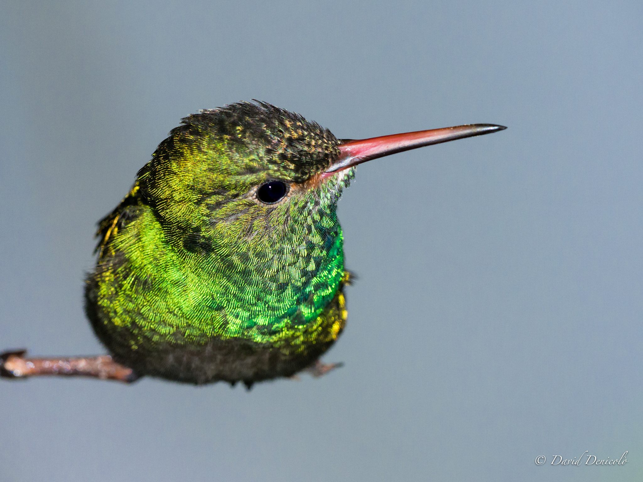 Olympus OM-D E-M1 Mark II + OLYMPUS M.300mm F4.0 sample photo. Last hummingbird photography