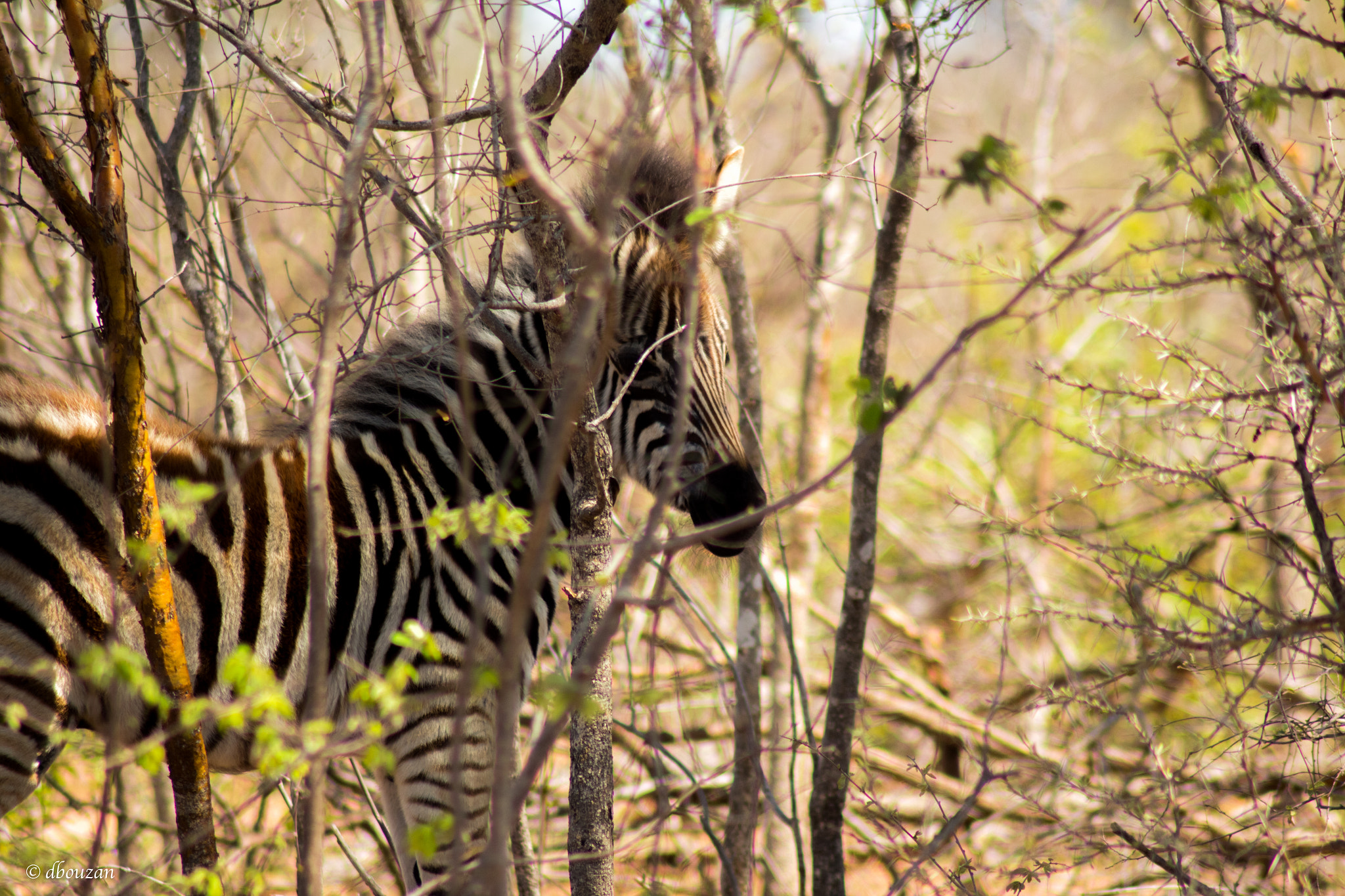 Canon EOS 650D (EOS Rebel T4i / EOS Kiss X6i) sample photo. Zebra photography