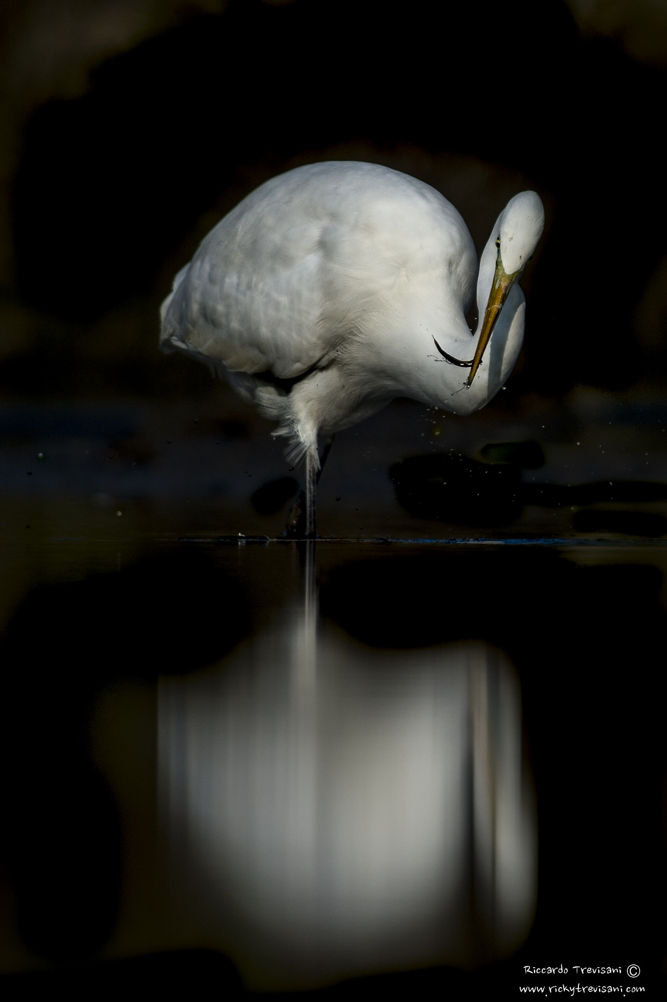 Nikon AF-S Nikkor 300mm F2.8G ED VR II sample photo. Fish & drops photography