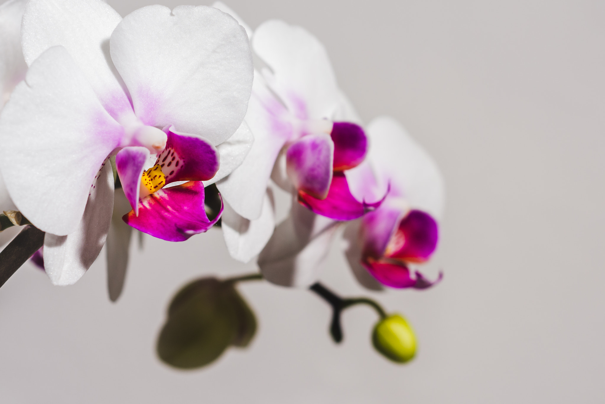Nikon D7200 + AF Nikkor 50mm f/1.8 sample photo. White orchids photography