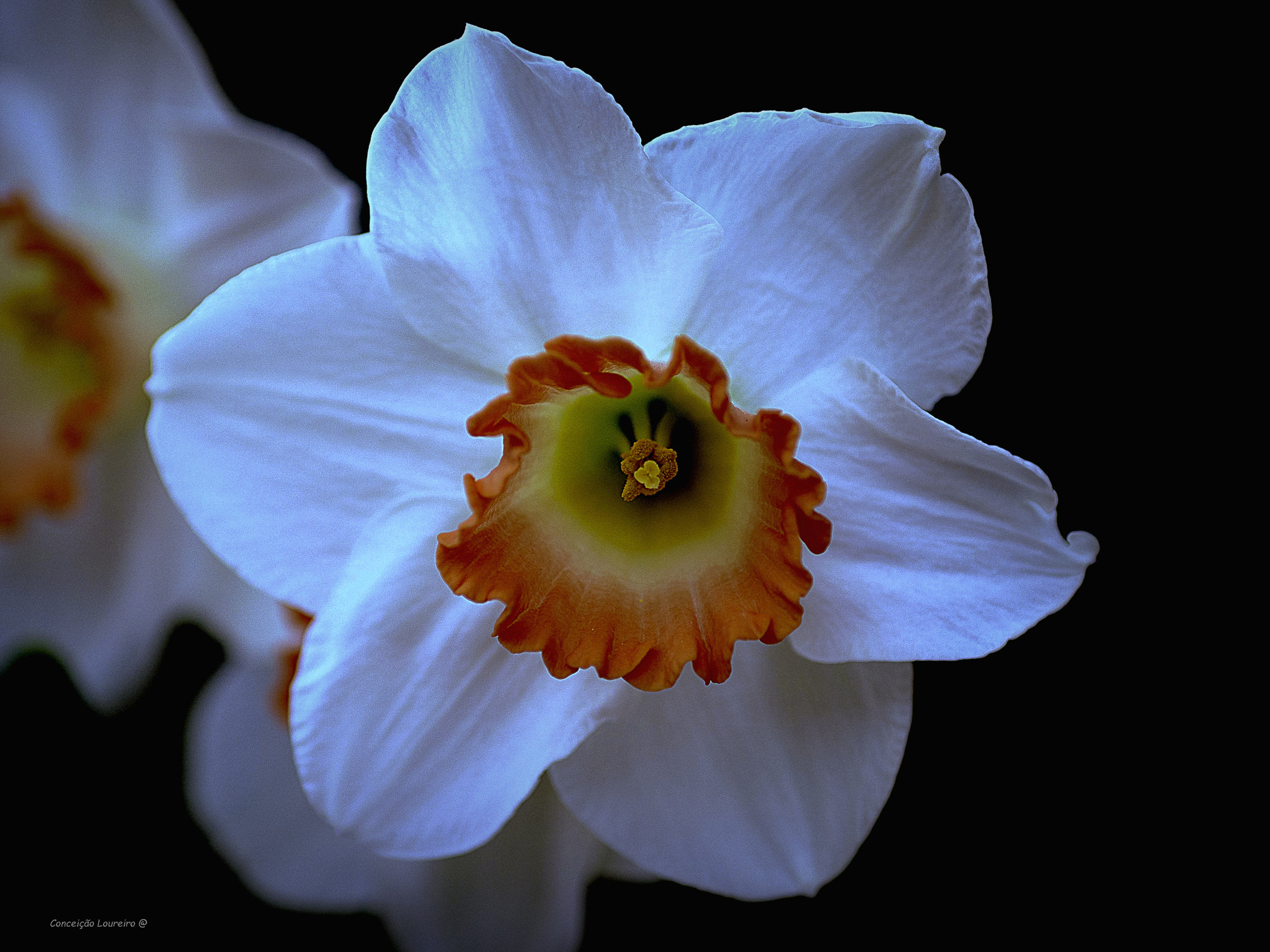 Olympus OM-D E-M10 II sample photo. White flower photography