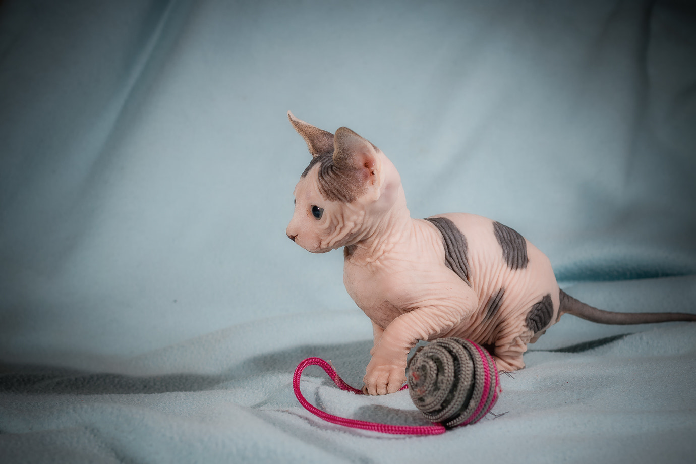 Canon EOS 70D + Canon EF 40mm F2.8 STM sample photo. Canadian sphynx. photography