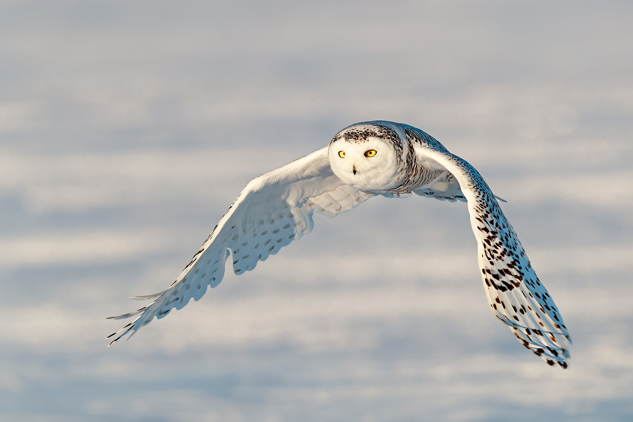 Canon EF 500mm F4L IS II USM sample photo. Snow owl flight photography