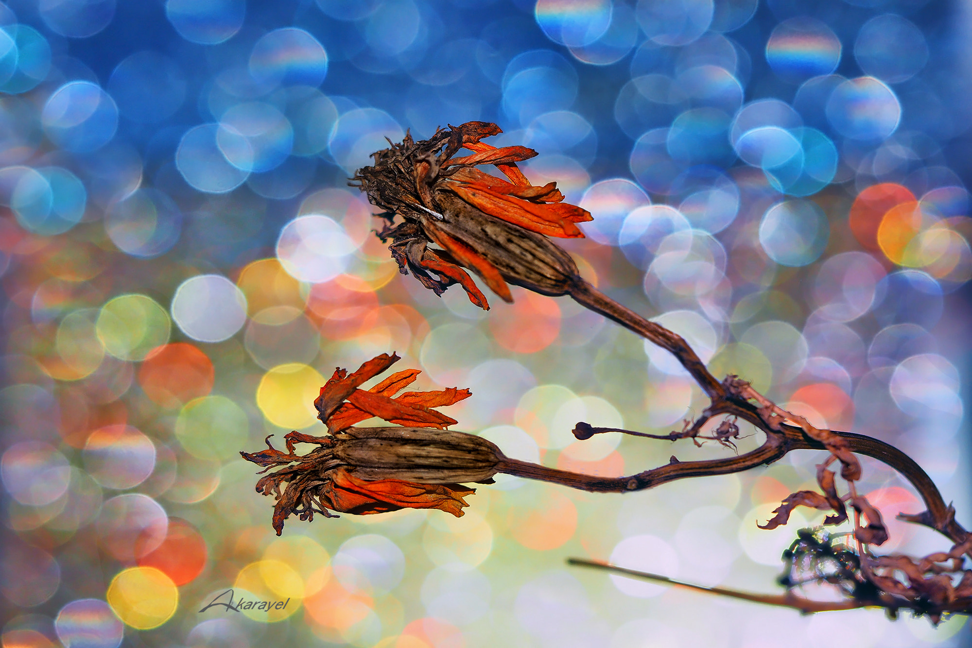 Olympus M.Zuiko Digital ED 60mm F2.8 Macro sample photo. Fall season.. photography