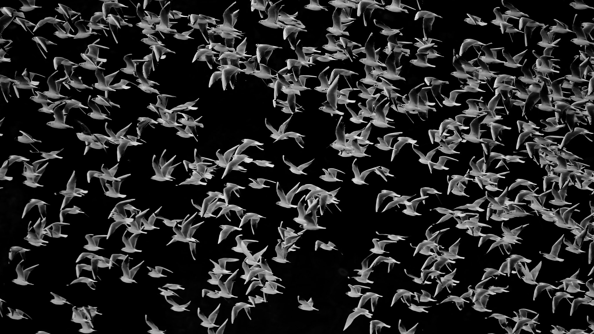 Tamron SP 150-600mm F5-6.3 Di VC USD sample photo. Gaviota reidora photography