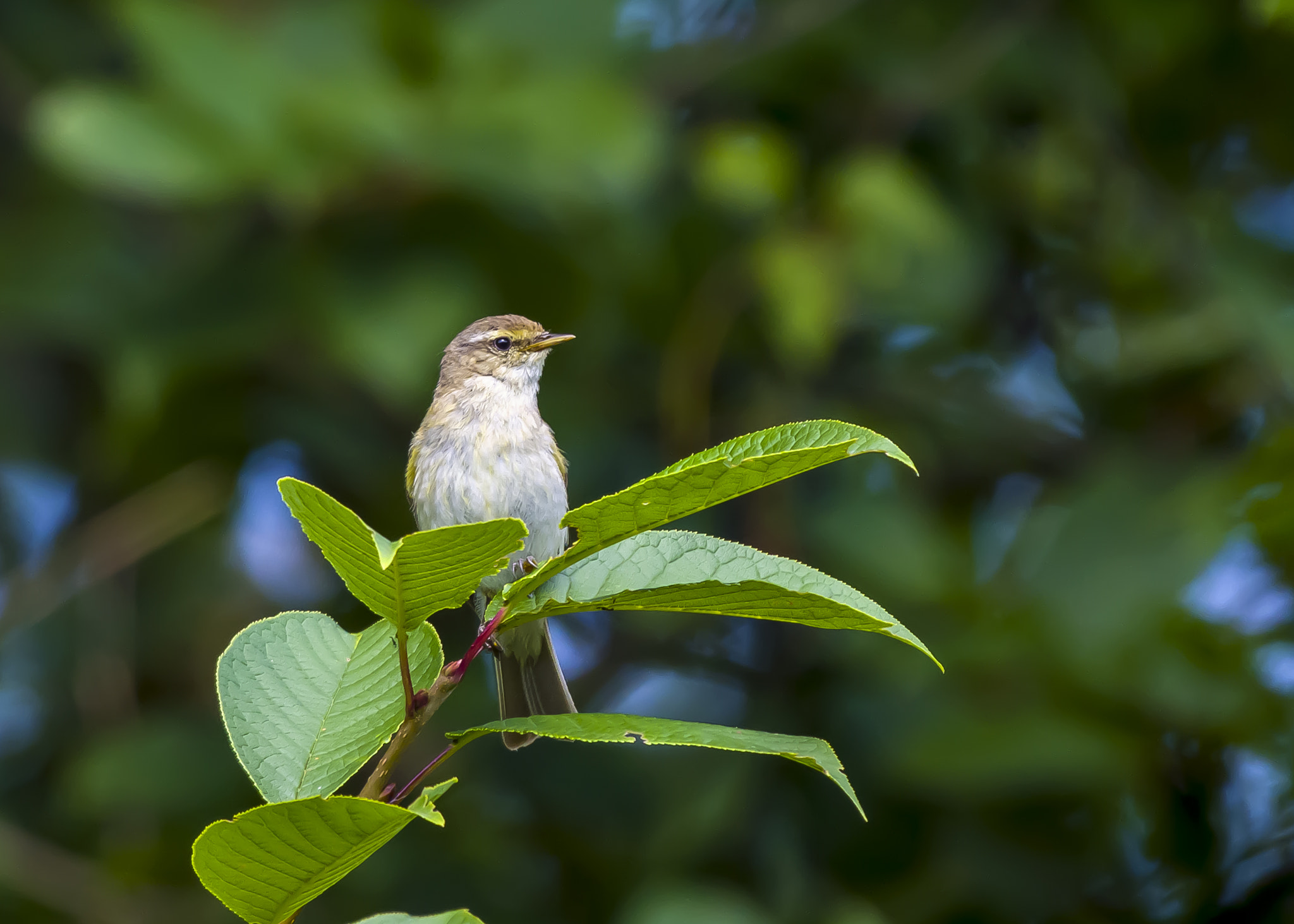 Pentax K-3 + Sigma sample photo. Common chiffchaff photography