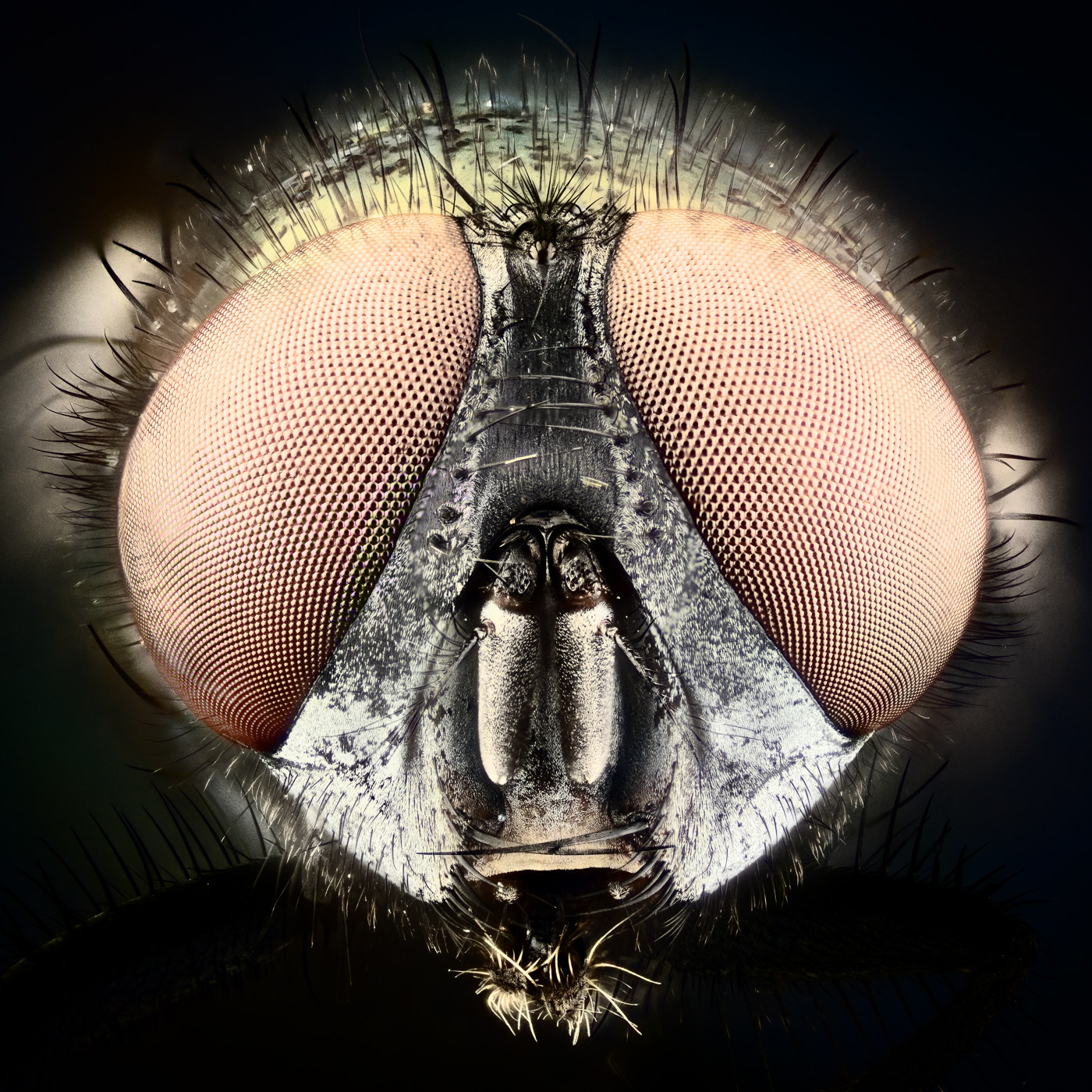 90mm F2.8 sample photo. Revenge of the fly photography