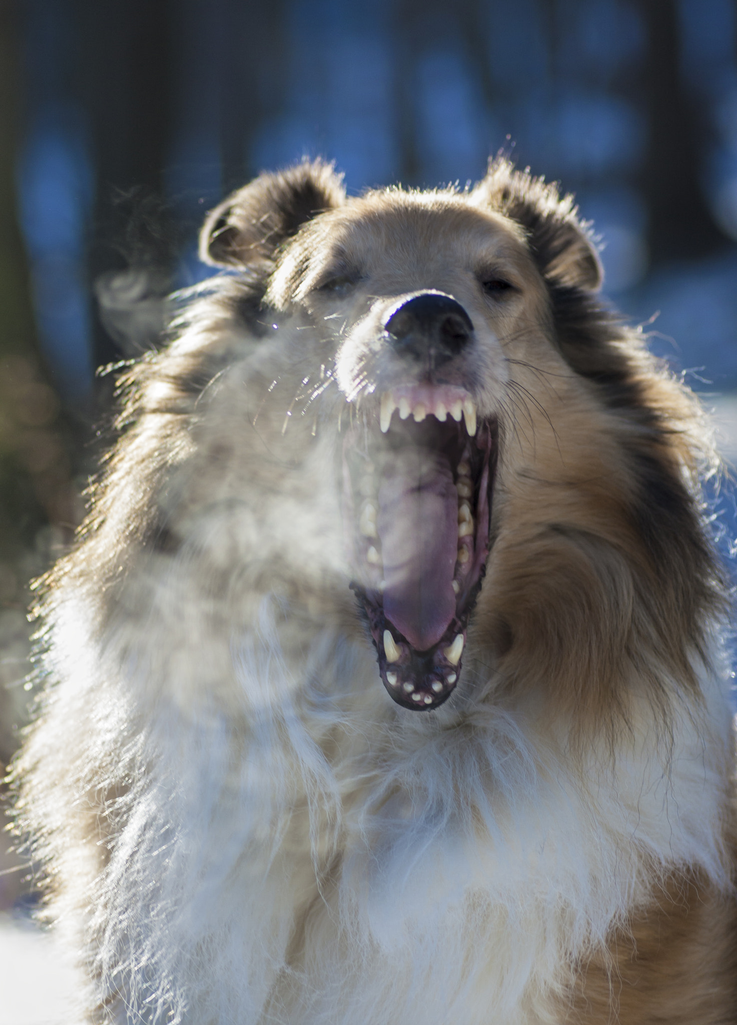 Canon EOS 450D (EOS Rebel XSi / EOS Kiss X2) + Tamron SP AF 90mm F2.8 Di Macro sample photo. Collie&yawn photography