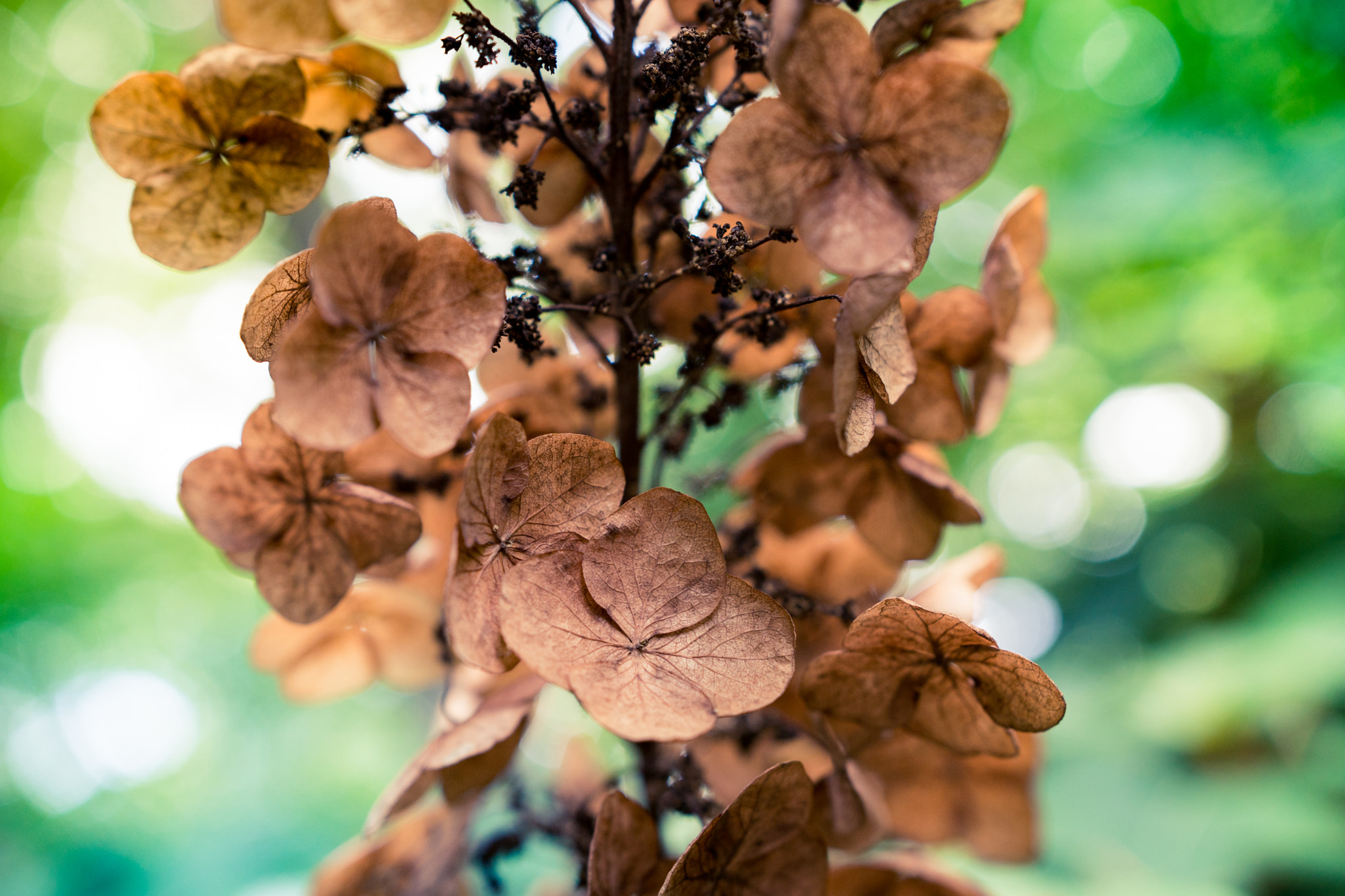 18-35mm F1.8 DC HSM | Art 013 sample photo. Hydrangea photography