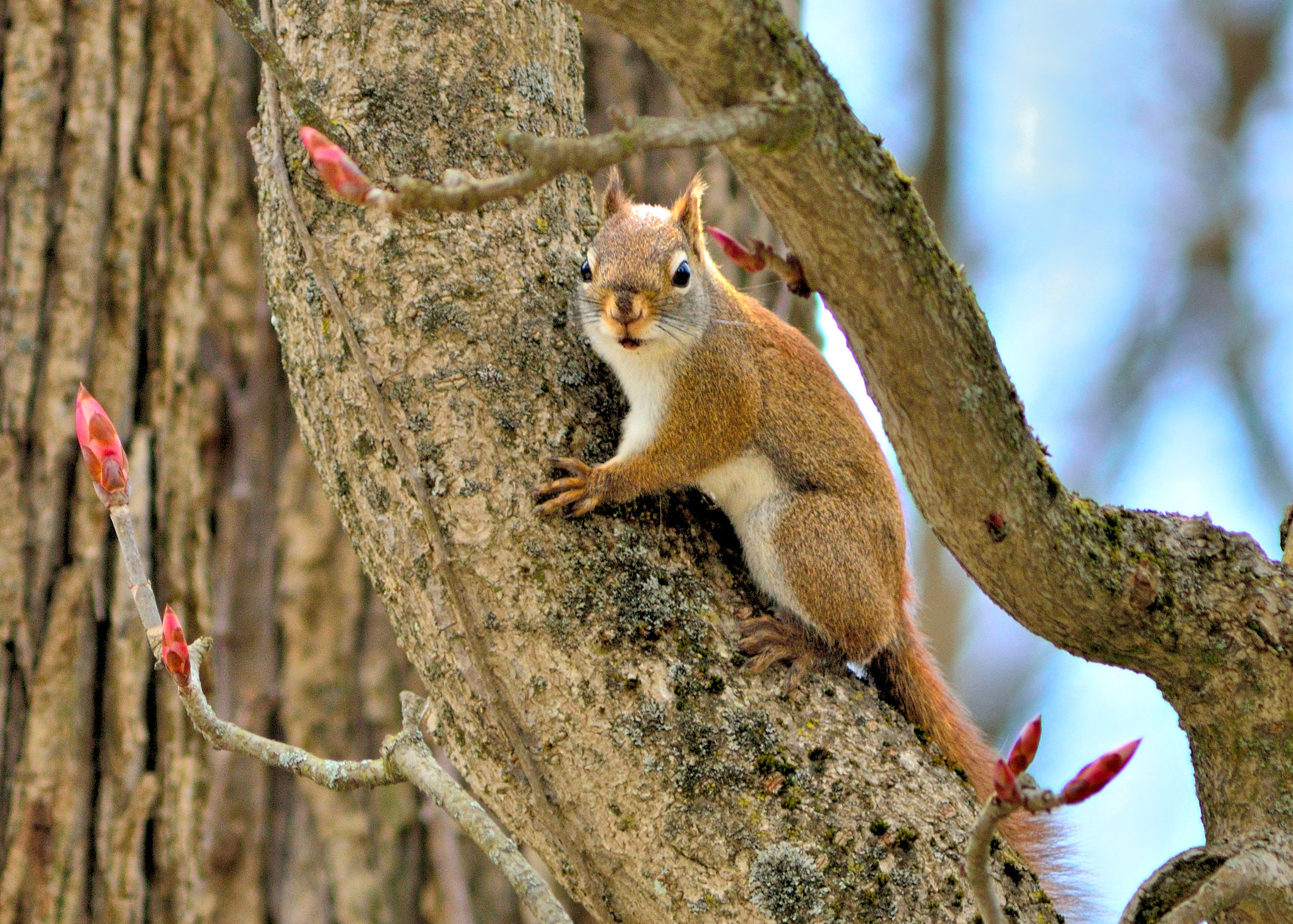 AF Zoom-Nikkor 75-300mm f/4.5-5.6 sample photo. Curious squirrel photography