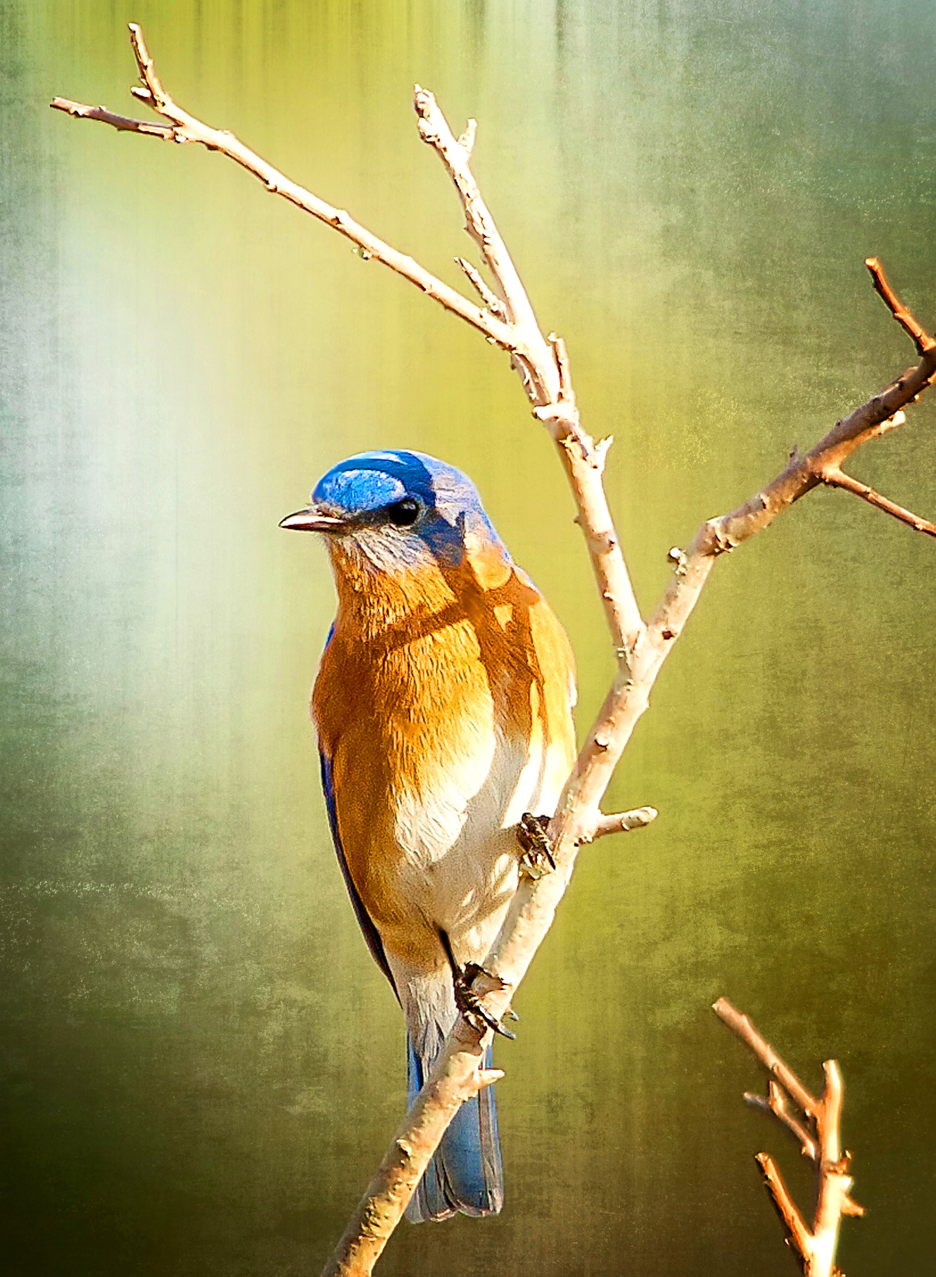 AF-S Nikkor 300mm f/2.8D IF-ED II sample photo. Bboh photography