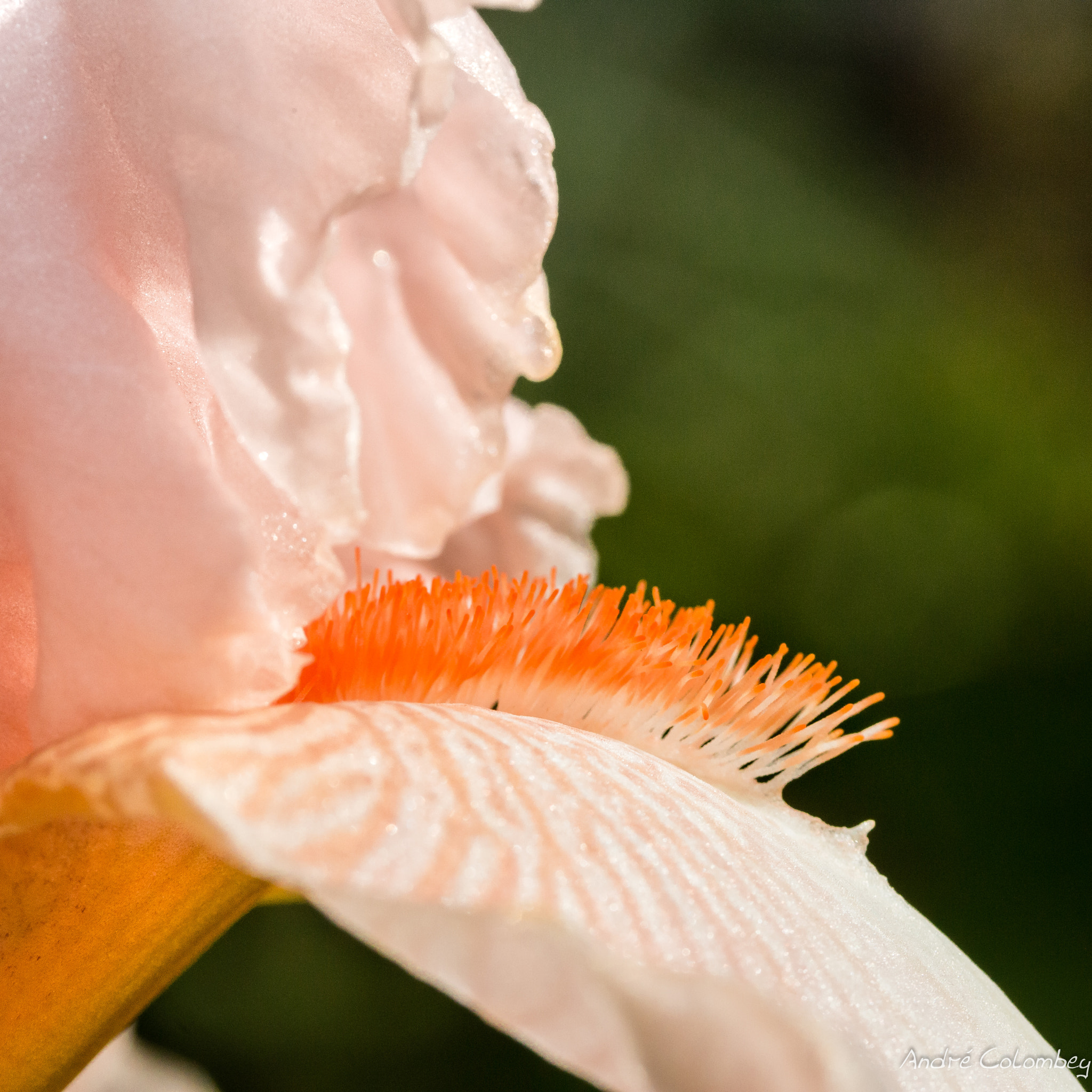 Canon EF-S 60mm F2.8 Macro USM sample photo. Hair on the tongue photography