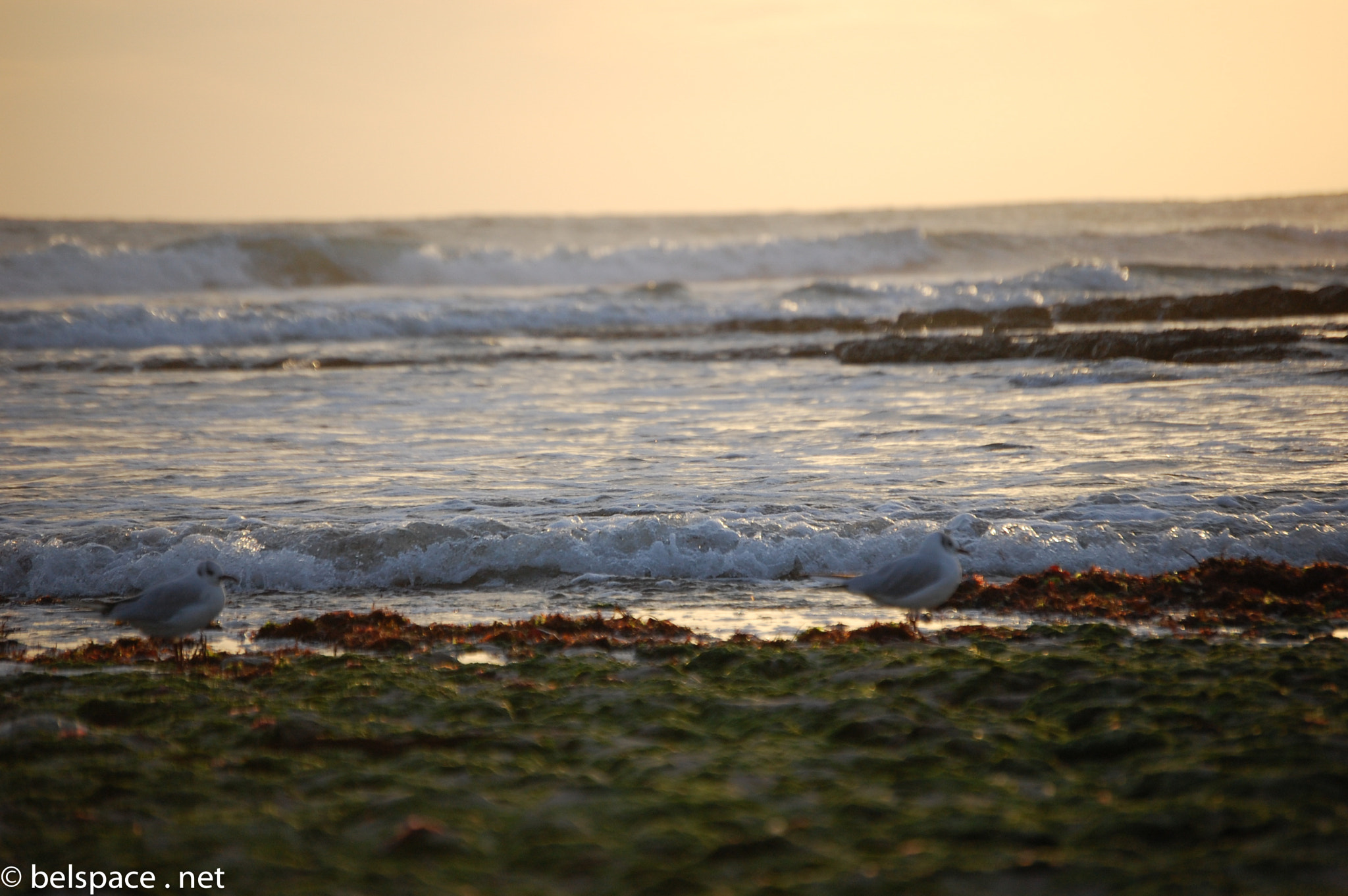 Nikon D40 sample photo. Mer photography