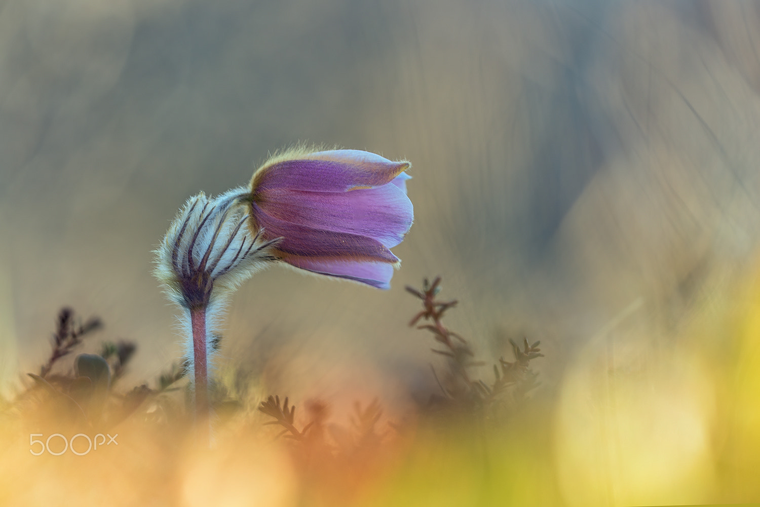 Sigma 150mm F2.8 EX DG Macro HSM sample photo. Pulsatilla vernalis photography