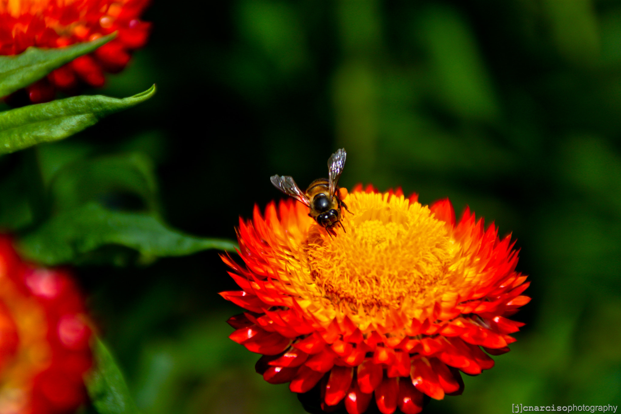 Canon EOS 500D (EOS Rebel T1i / EOS Kiss X3) sample photo. Baguio photography