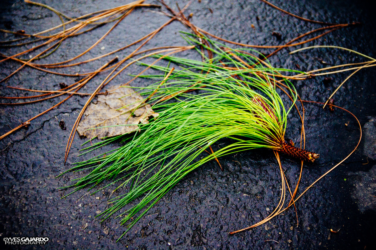 Pentax K-3 II sample photo. Pine leaves. pentax k3ii / sigma 17-50mm f2.8. photography