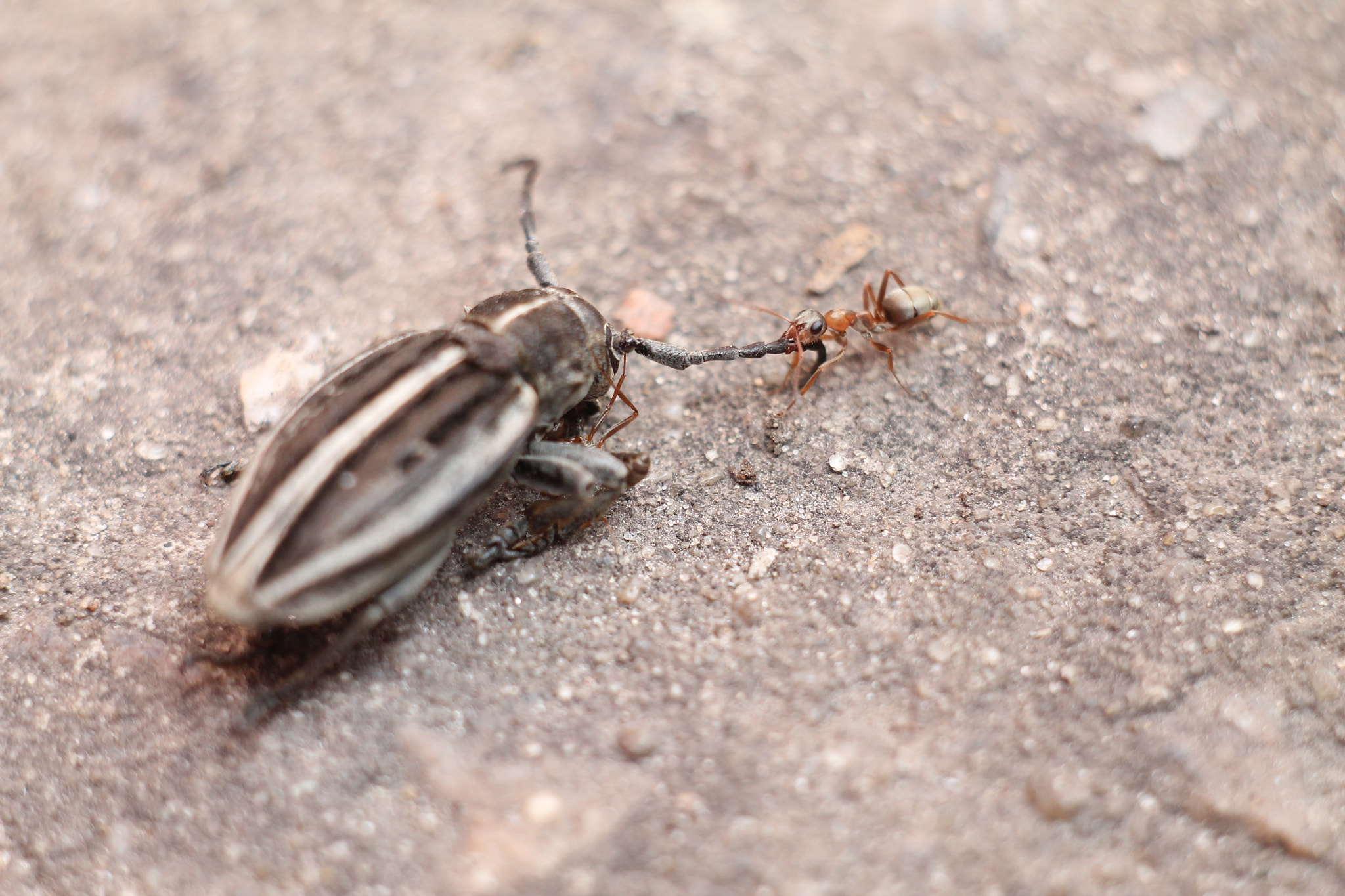 Canon EF 35-80mm f/4-5.6 sample photo