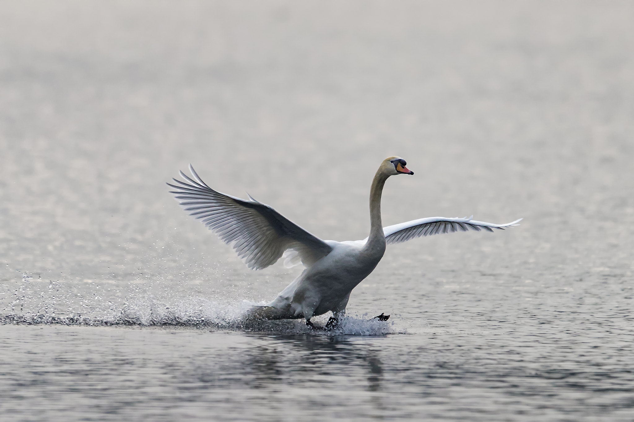 Canon EOS-1D X Mark II + Canon EF 400mm F2.8L IS II USM sample photo. White swan photography