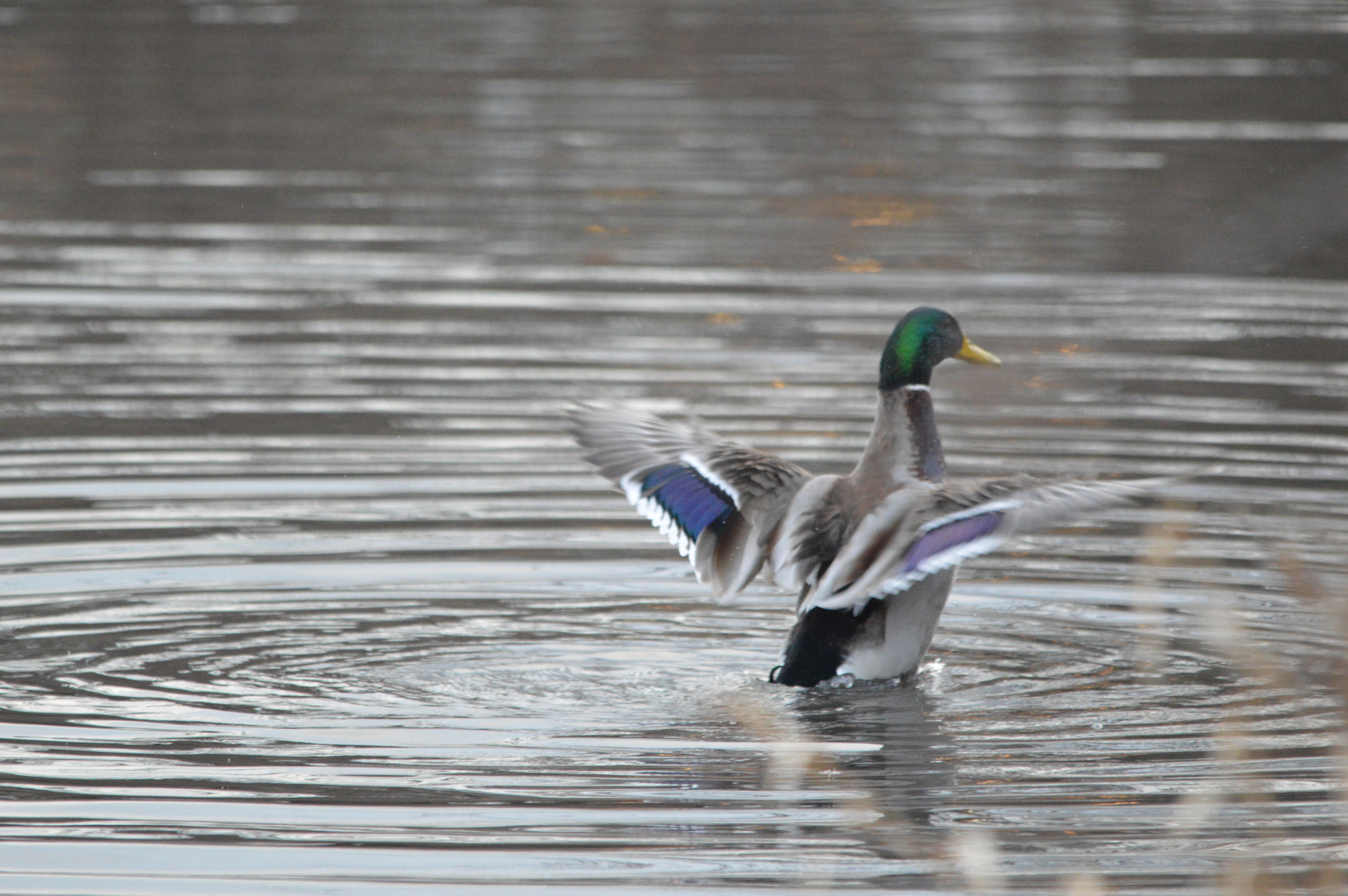 Sigma 150-500mm F5-6.3 DG OS HSM sample photo. Dsc photography
