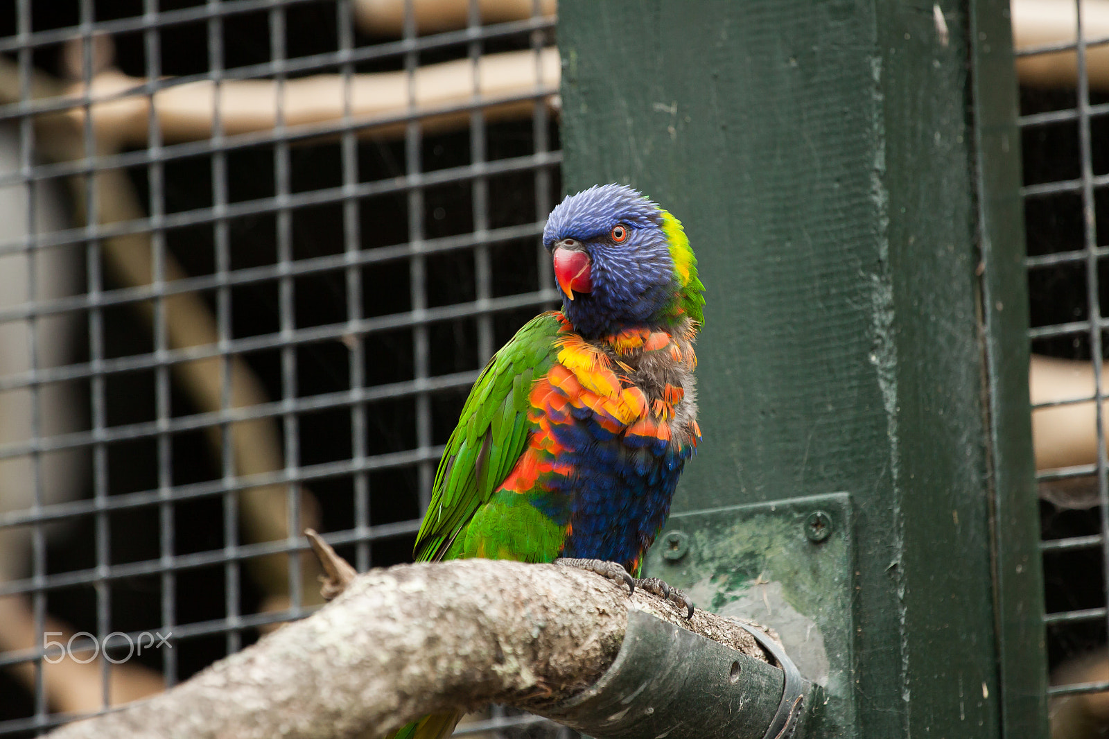 Canon EOS 50D + Canon EF 70-200mm F4L USM sample photo. .. photography