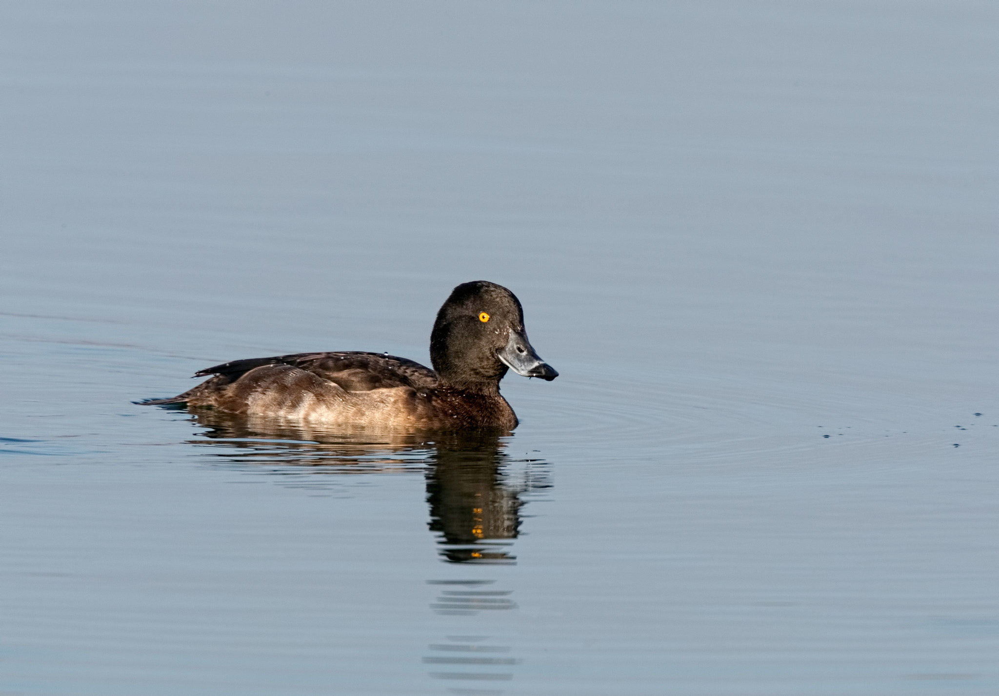 Canon EF 500mm F4L IS II USM sample photo. Tufted duck photography