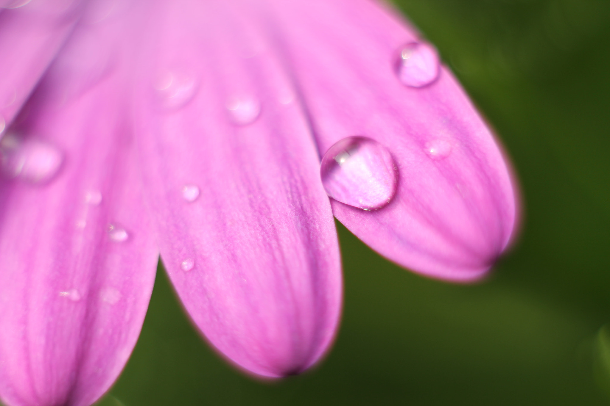 Canon EF 35-80mm f/4-5.6 sample photo