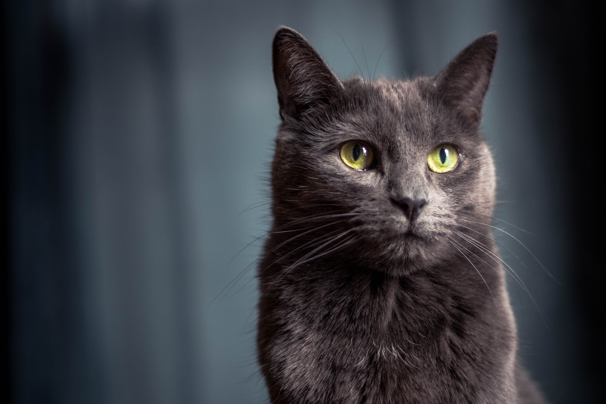 Canon EF 50mm F1.8 II sample photo. Ralph photography