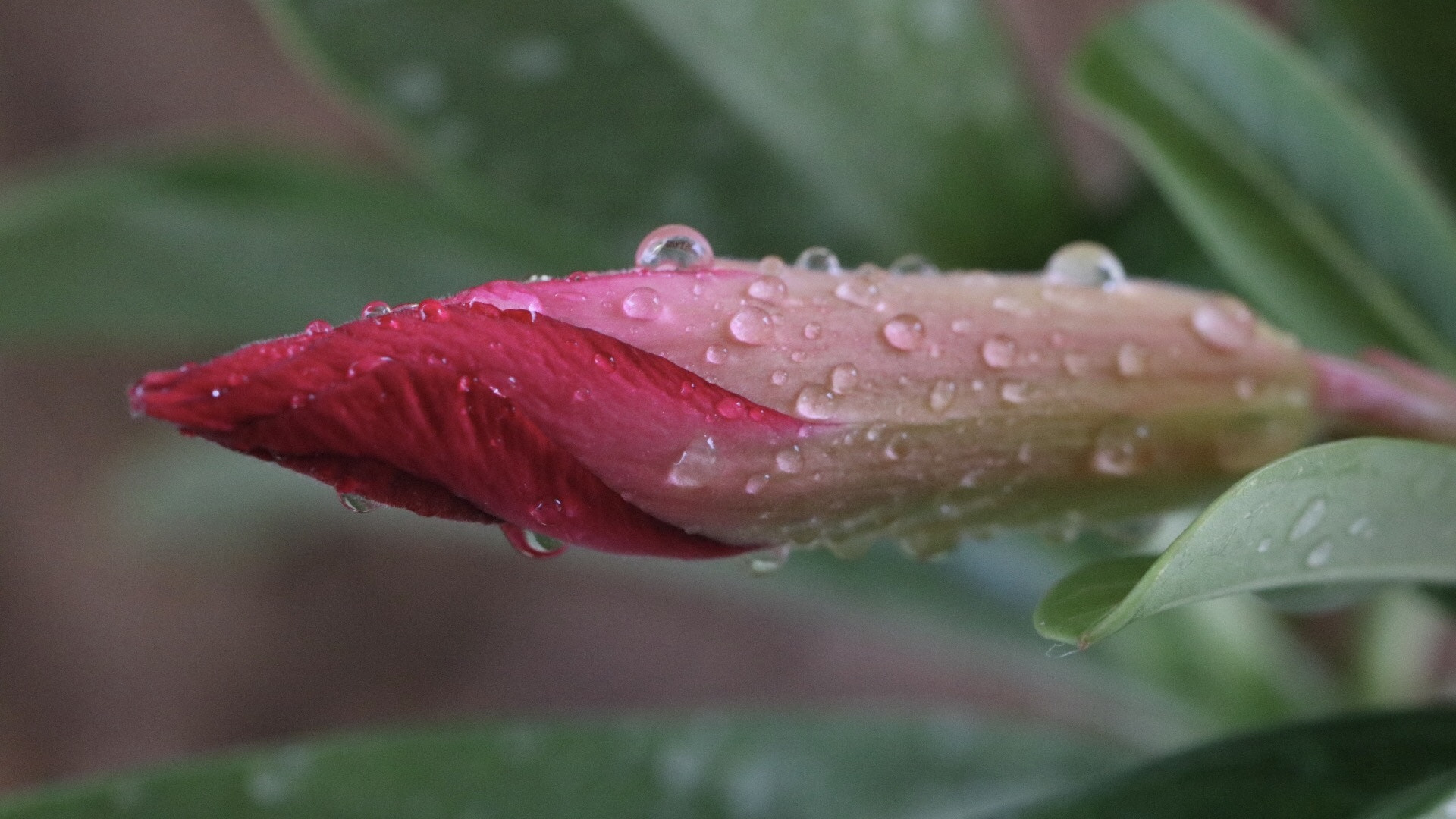 Canon EF 100mm F2.8L Macro IS USM sample photo. Beautiful beginnings photography