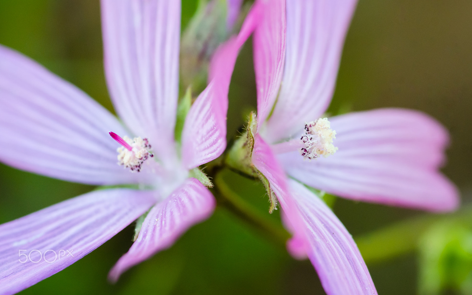 Tokina AT-X Pro 100mm F2.8 Macro sample photo. Twins of vibrancy photography