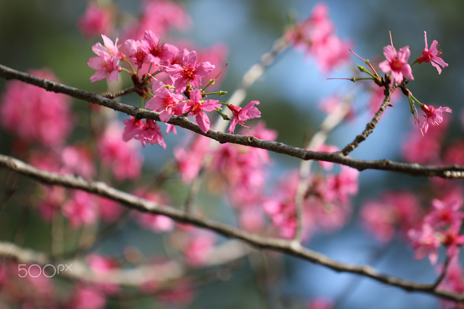 Canon EF 100mm F2.8L Macro IS USM sample photo. Spring 8981 photography