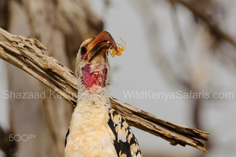 Nikon D700 + Sigma 150-600mm F5-6.3 DG OS HSM | C sample photo. Hornbill catches a spider in tsavo east photography