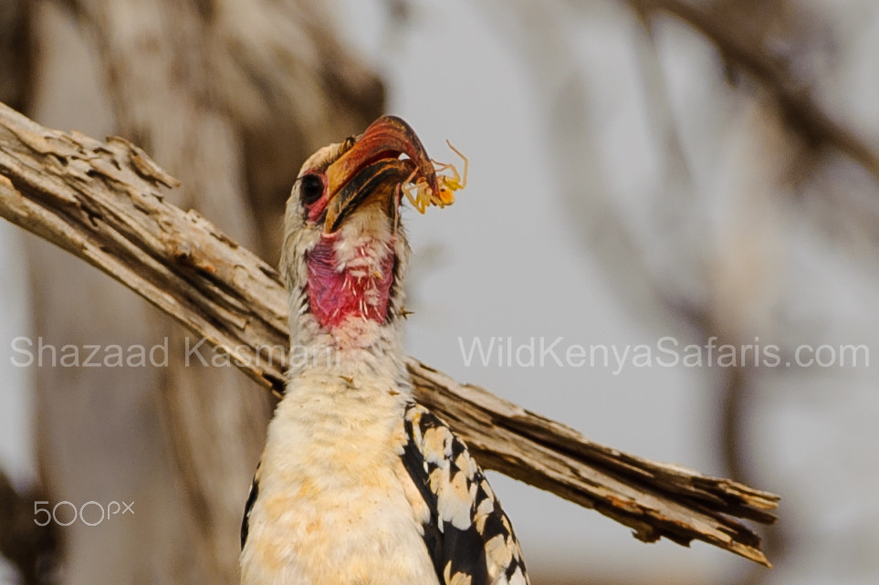 Sigma 150-600mm F5-6.3 DG OS HSM | C sample photo. Hornbill catches a spider in tsavo east photography