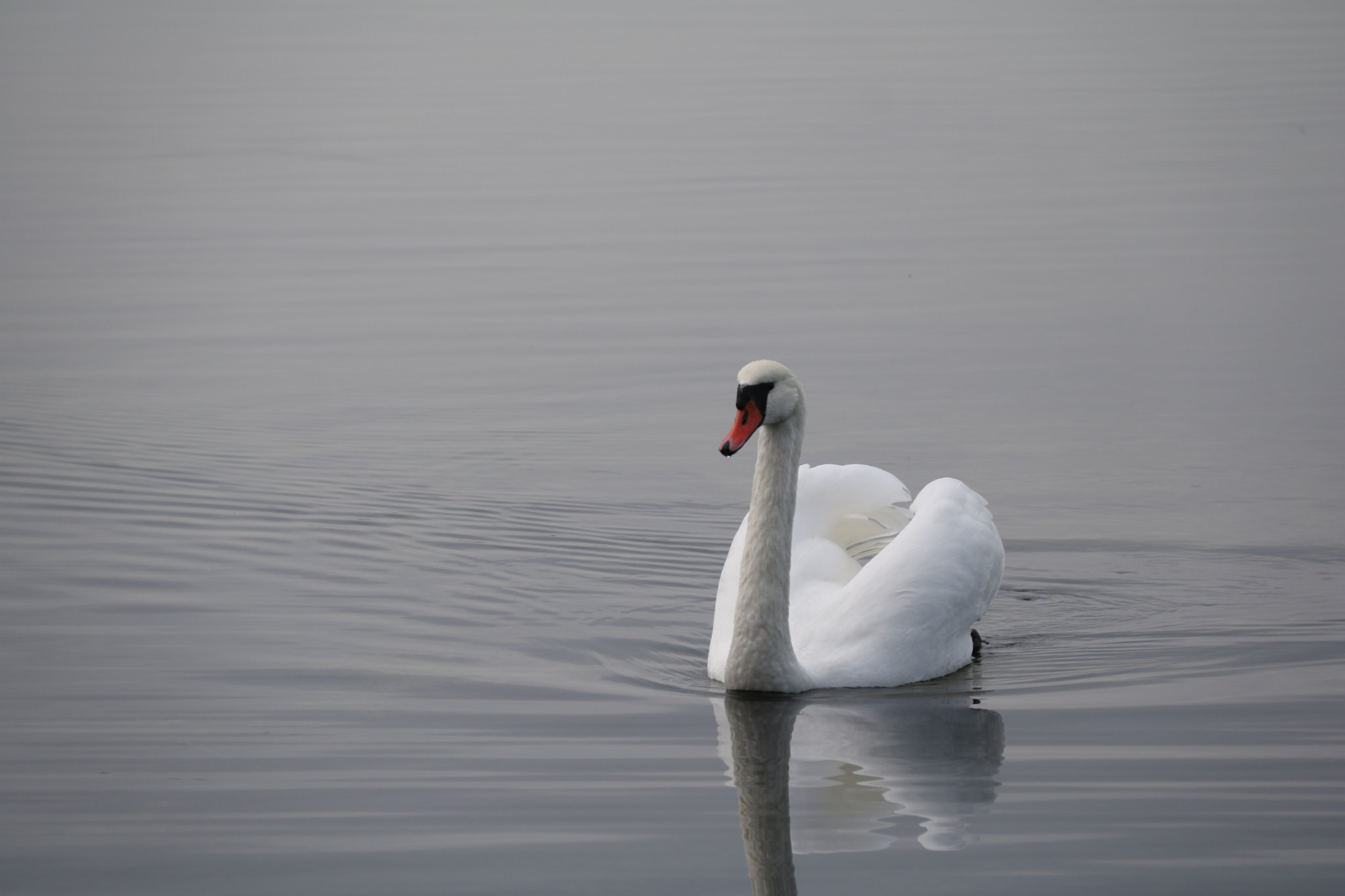 Canon EOS 760D (EOS Rebel T6s / EOS 8000D) sample photo. Swan photography