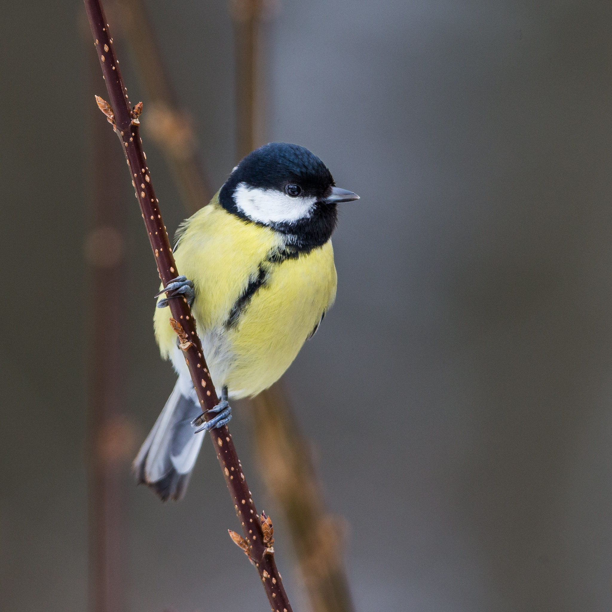 Canon EF 400mm F2.8L IS II USM sample photo. Parus major photography