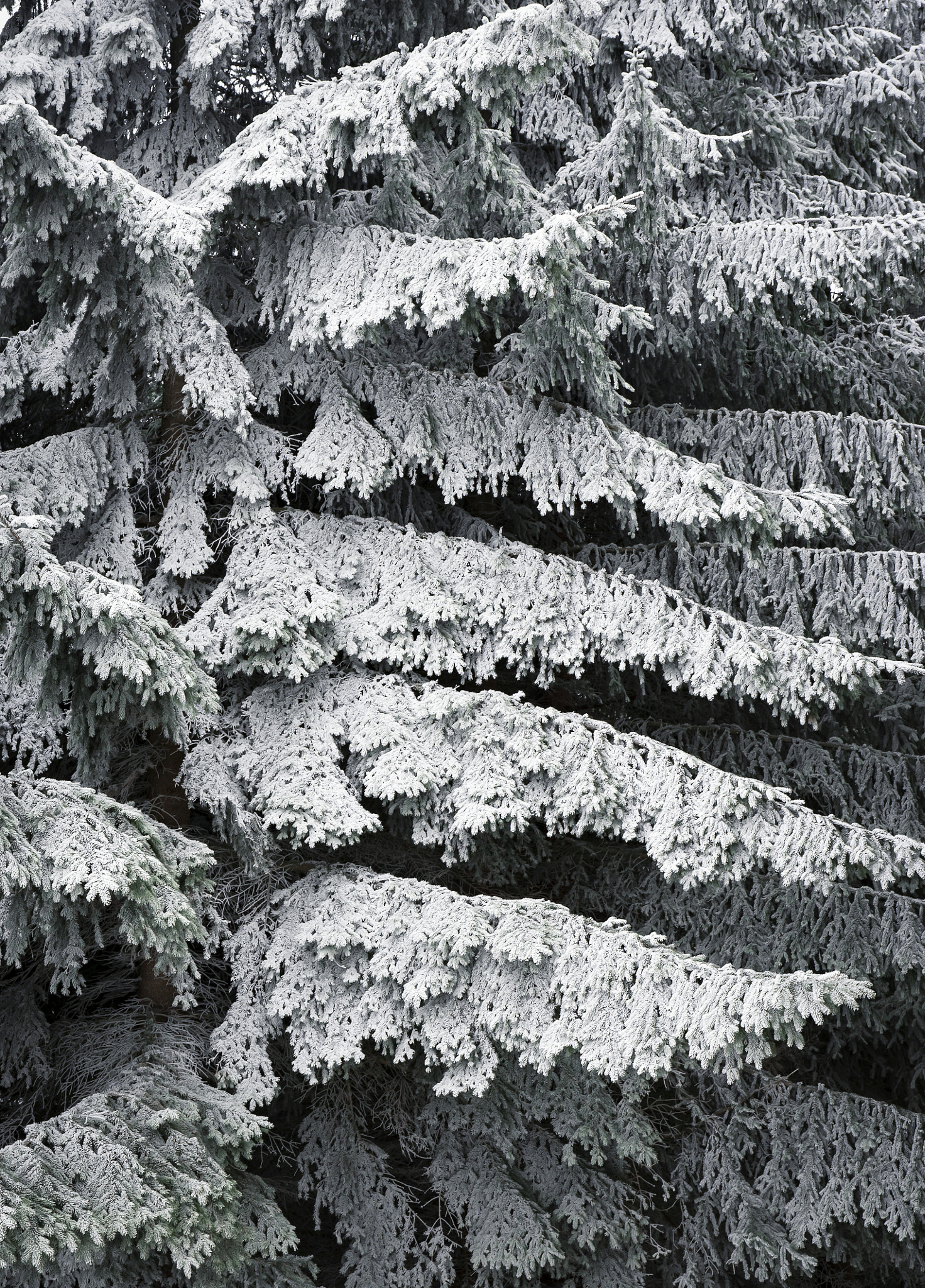 Nikon D5500 sample photo. Frozen branches of spruce photography