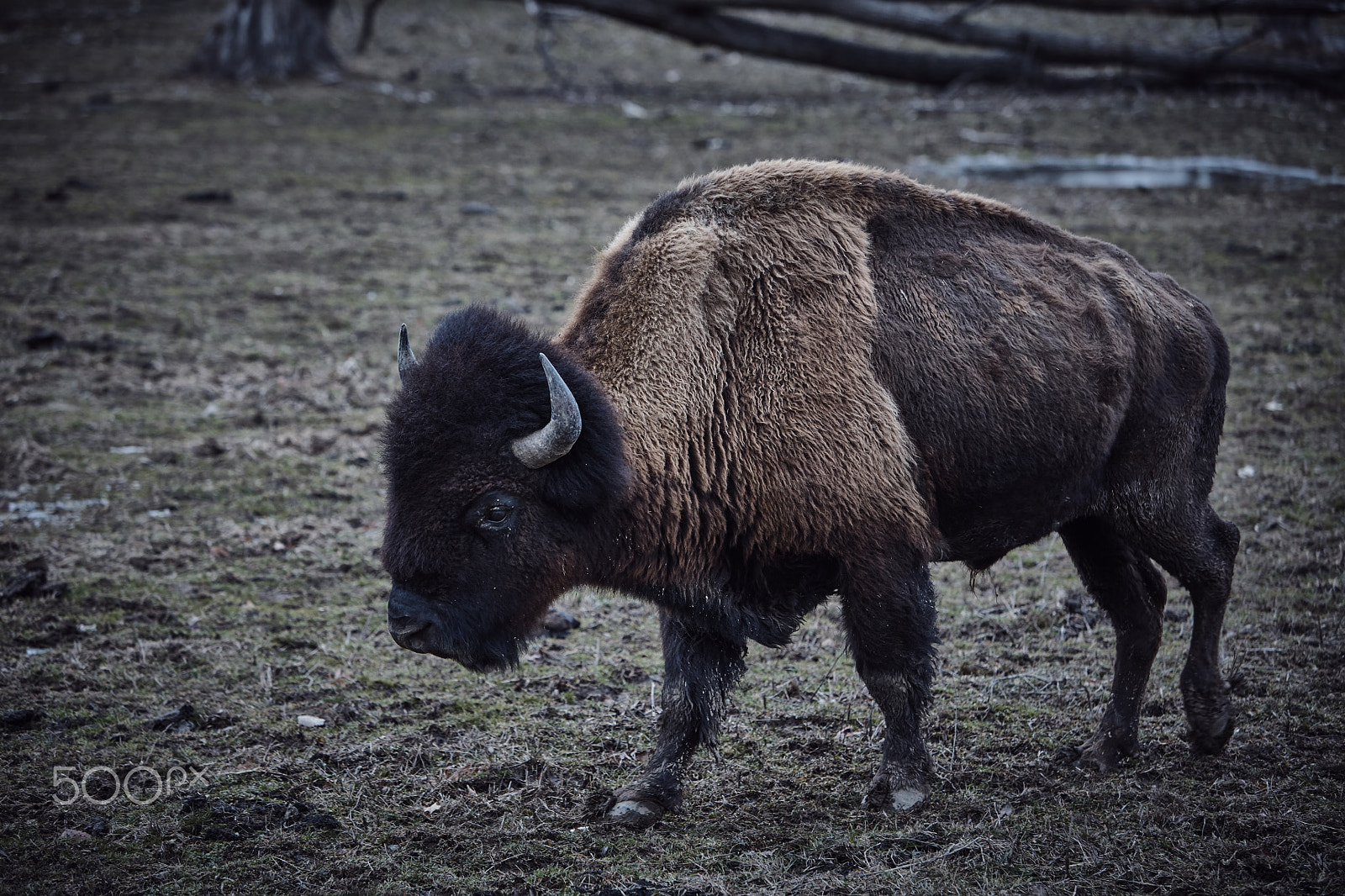 Canon EF 70-200mm F2.8L IS USM sample photo. Wild bison grazing grass photography