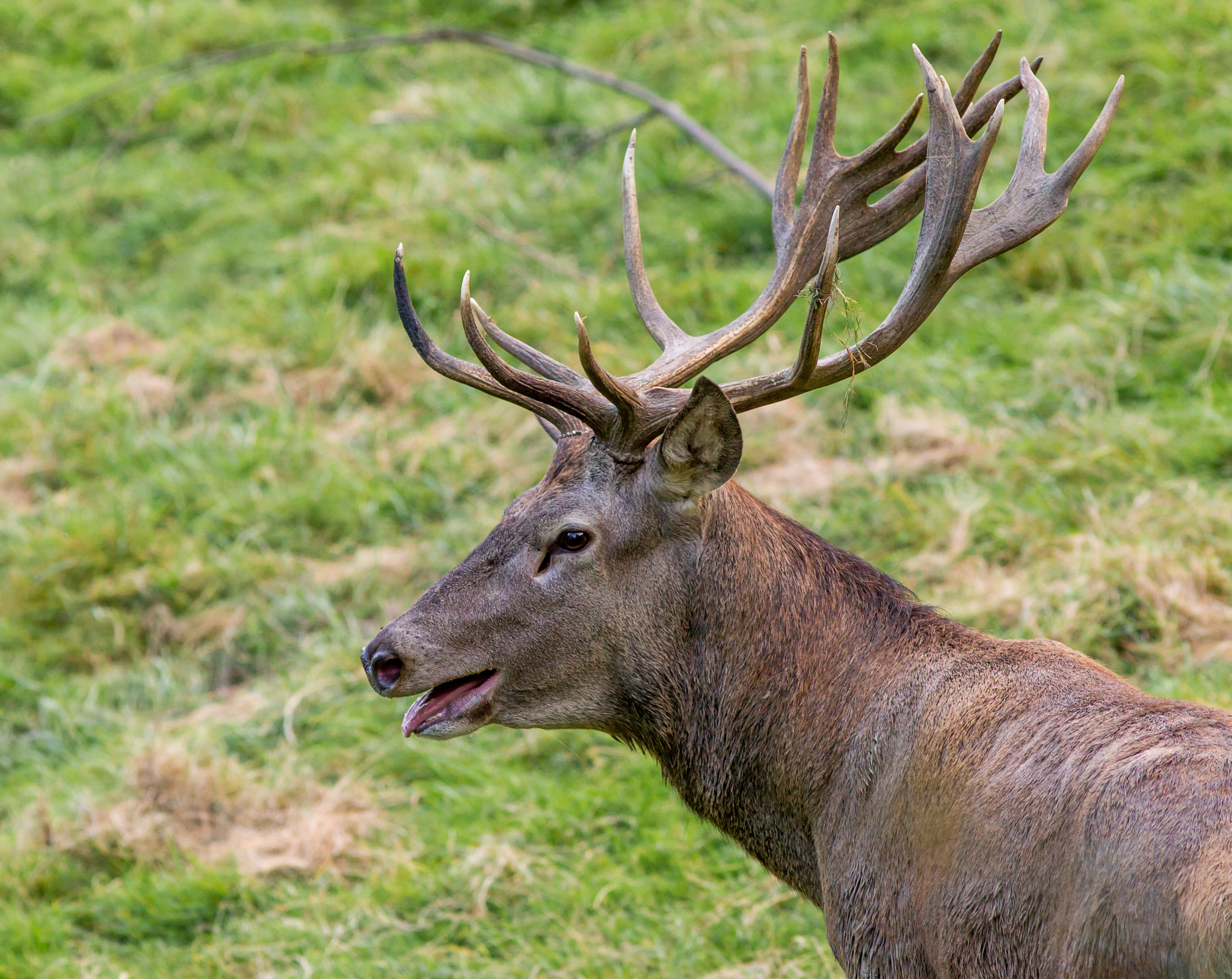 Canon EF 300mm F4L IS USM sample photo. Cervus elaphus photography