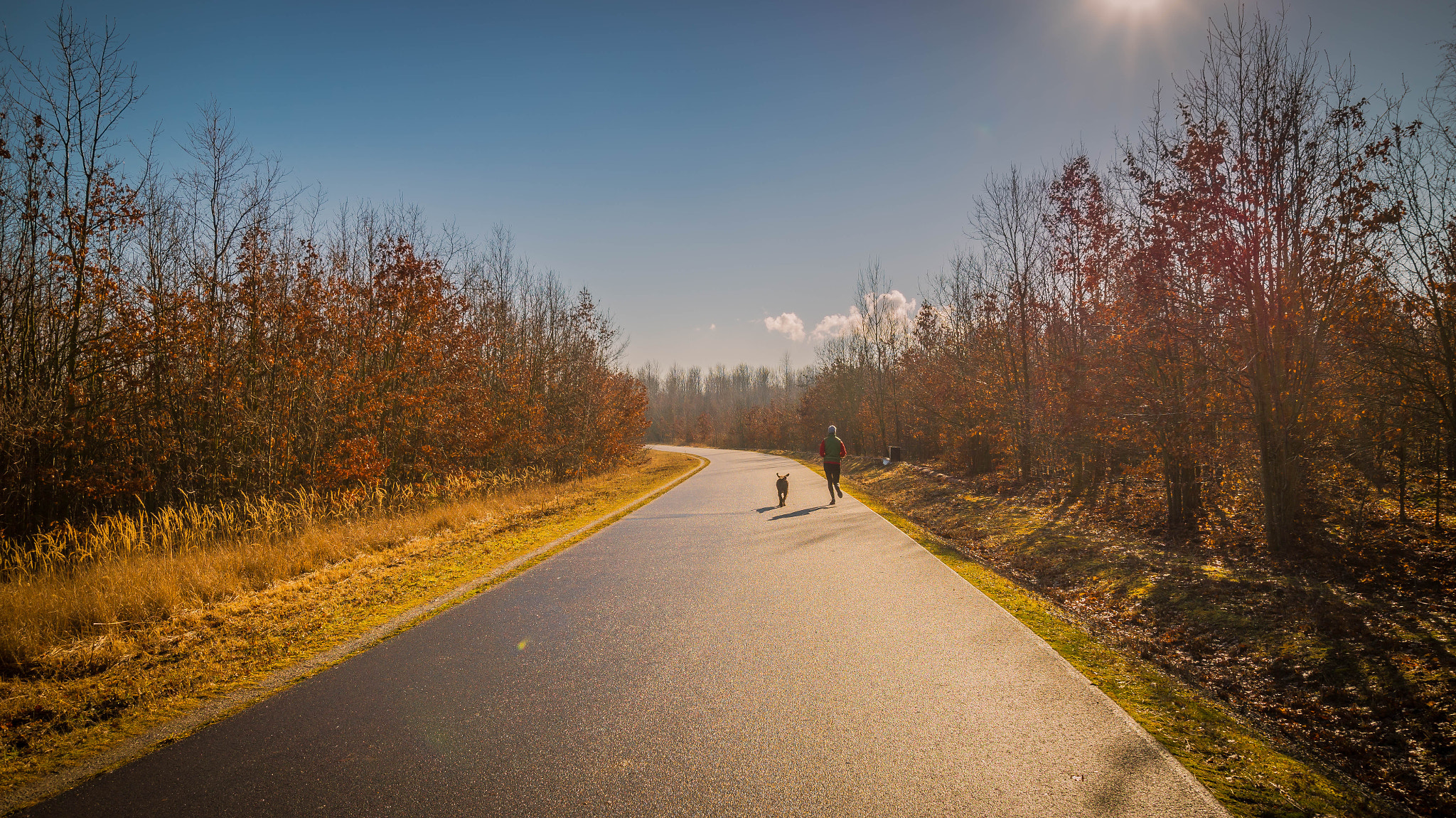 Sony SLT-A58 + 10-20mm F3.5 sample photo. Dog on a jog photography