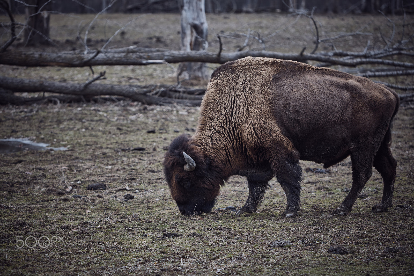 Canon EF 70-200mm F2.8L IS USM sample photo. Wild bison grazing grass photography