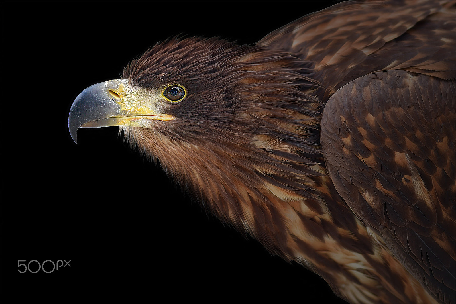Nikon AF-S Micro-Nikkor 105mm F2.8G IF-ED VR sample photo. White-tailed eagle photography