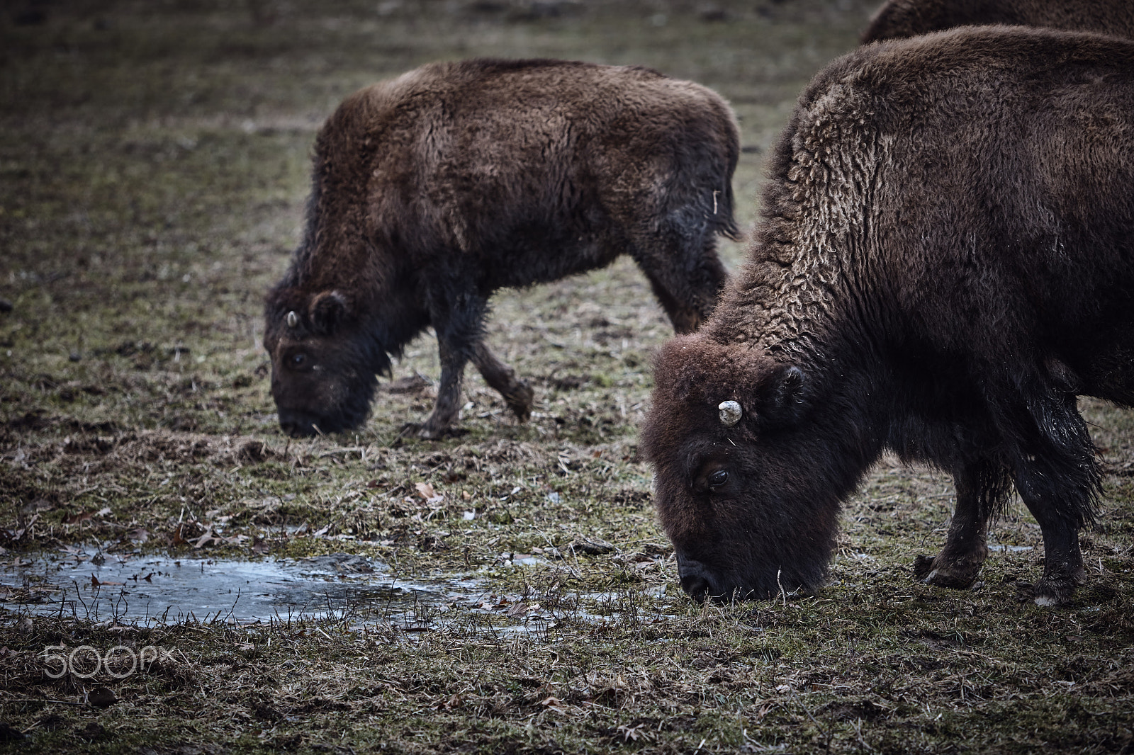 Canon EF 70-200mm F2.8L IS USM sample photo. Wild bison grazing grass photography