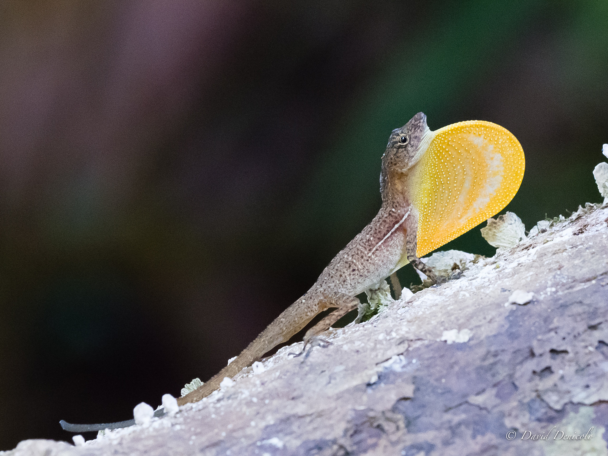 Olympus OM-D E-M1 Mark II + OLYMPUS M.300mm F4.0 sample photo. Anole lizard photography