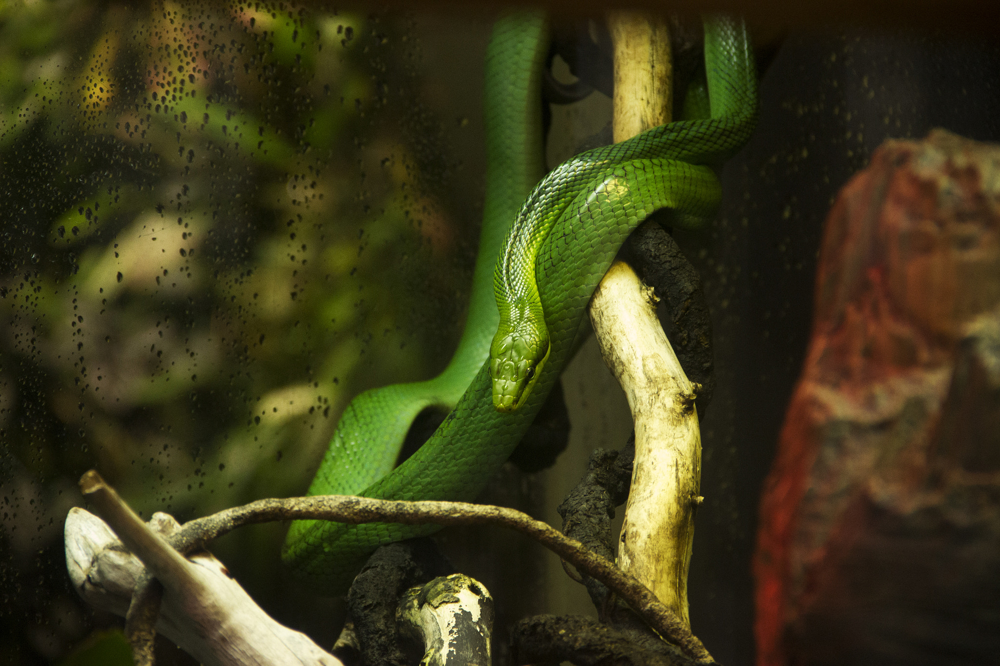 Canon EOS 550D (EOS Rebel T2i / EOS Kiss X4) sample photo. A green snake photography
