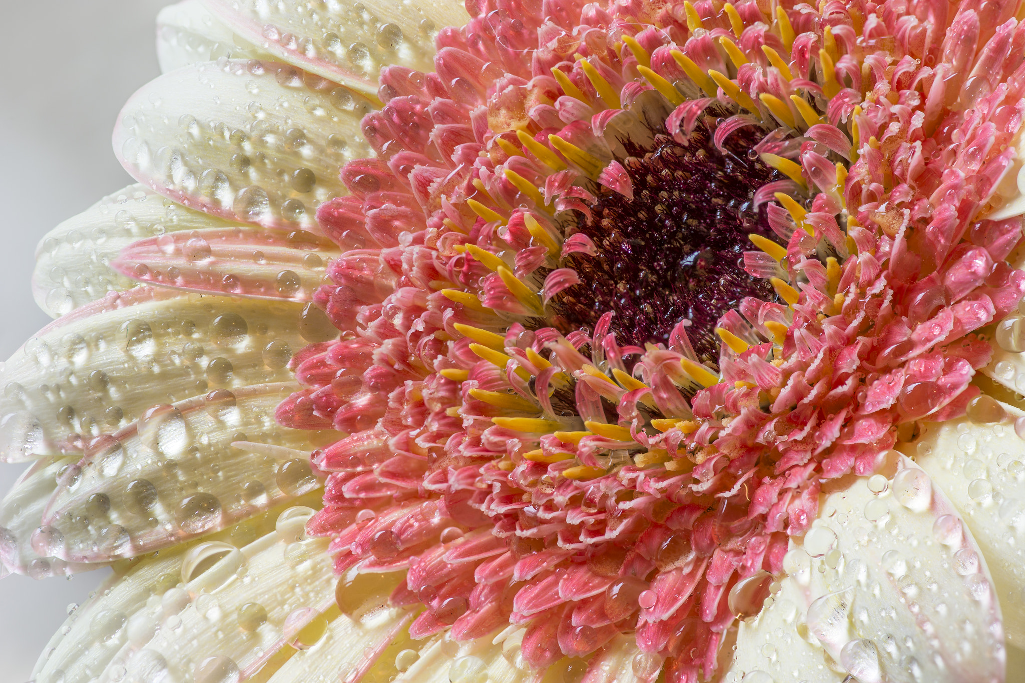 Tokina AT-X Pro 100mm F2.8 Macro sample photo. Dreamland photography