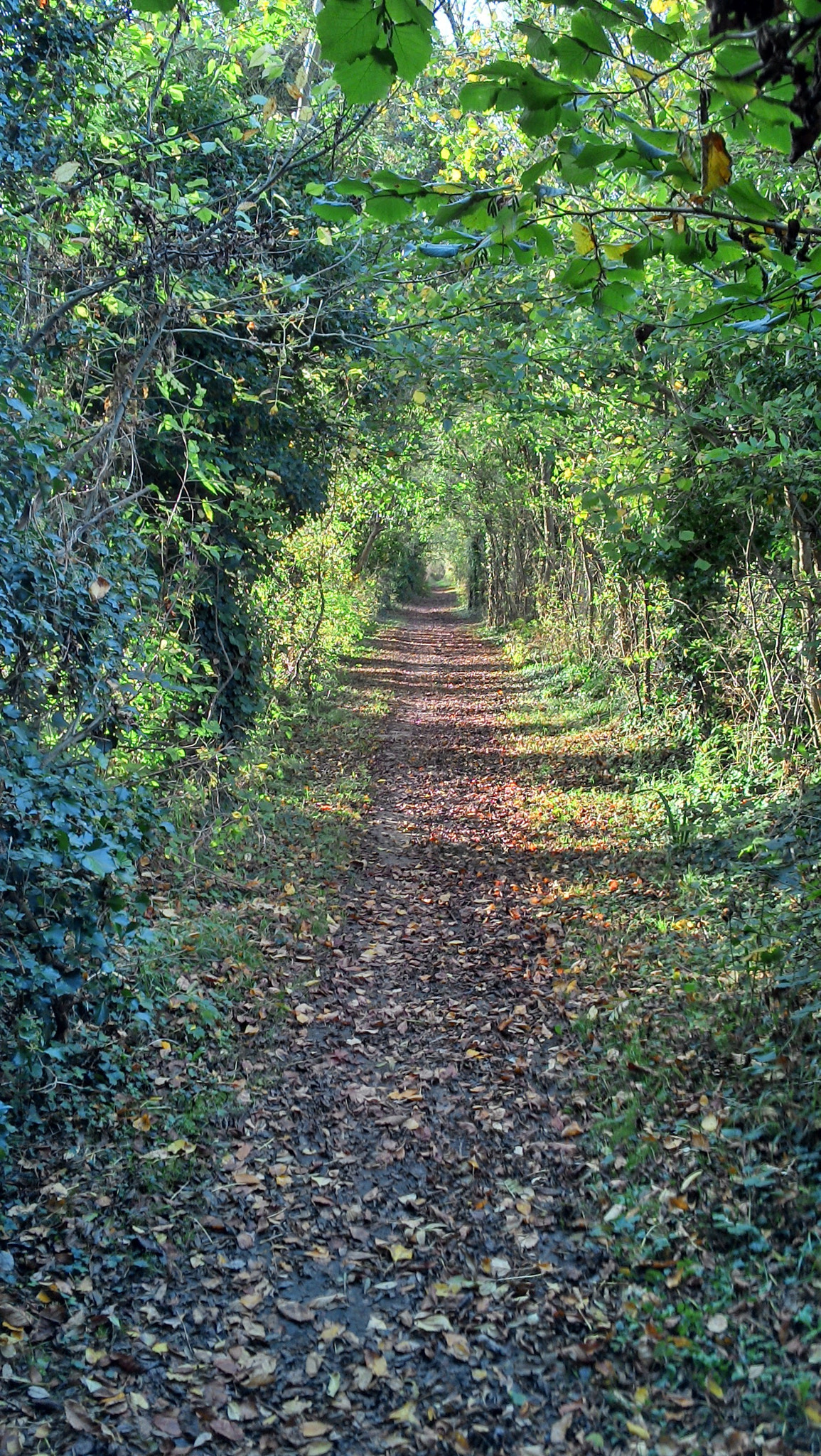 Motorola RAZR i sample photo. Trough the wood,somwhere in normandy, france.  photography