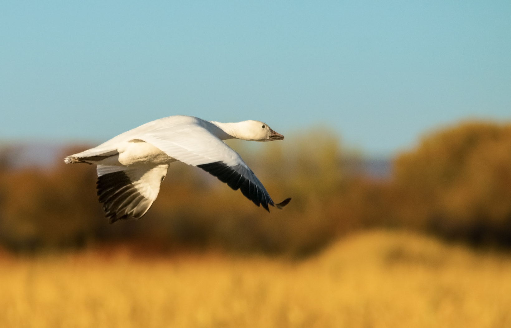 Sony ILCA-77M2 + Sigma 150-500mm F5-6.3 DG OS HSM sample photo. Snow goose at bosque photography